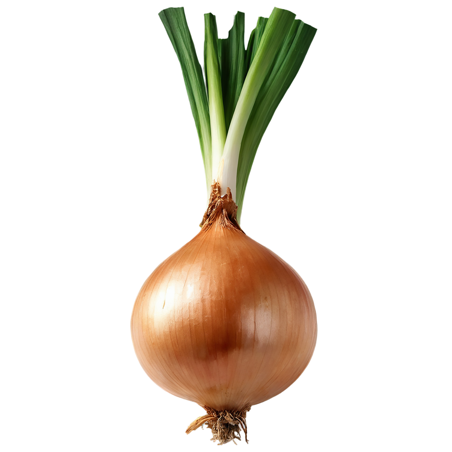 Onion vegetables isolated on transparent background #11788