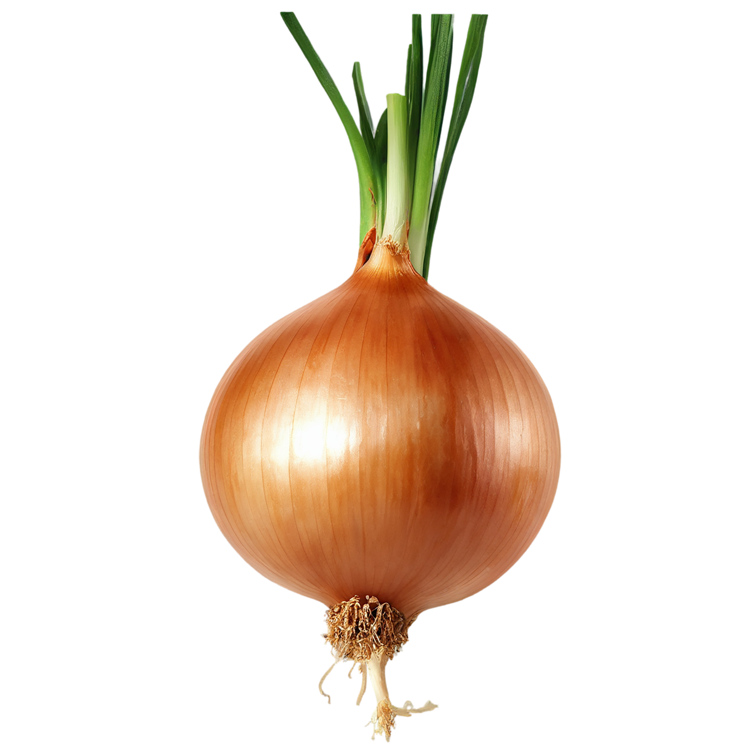 Onion vegetables isolated on transparent background #11793
