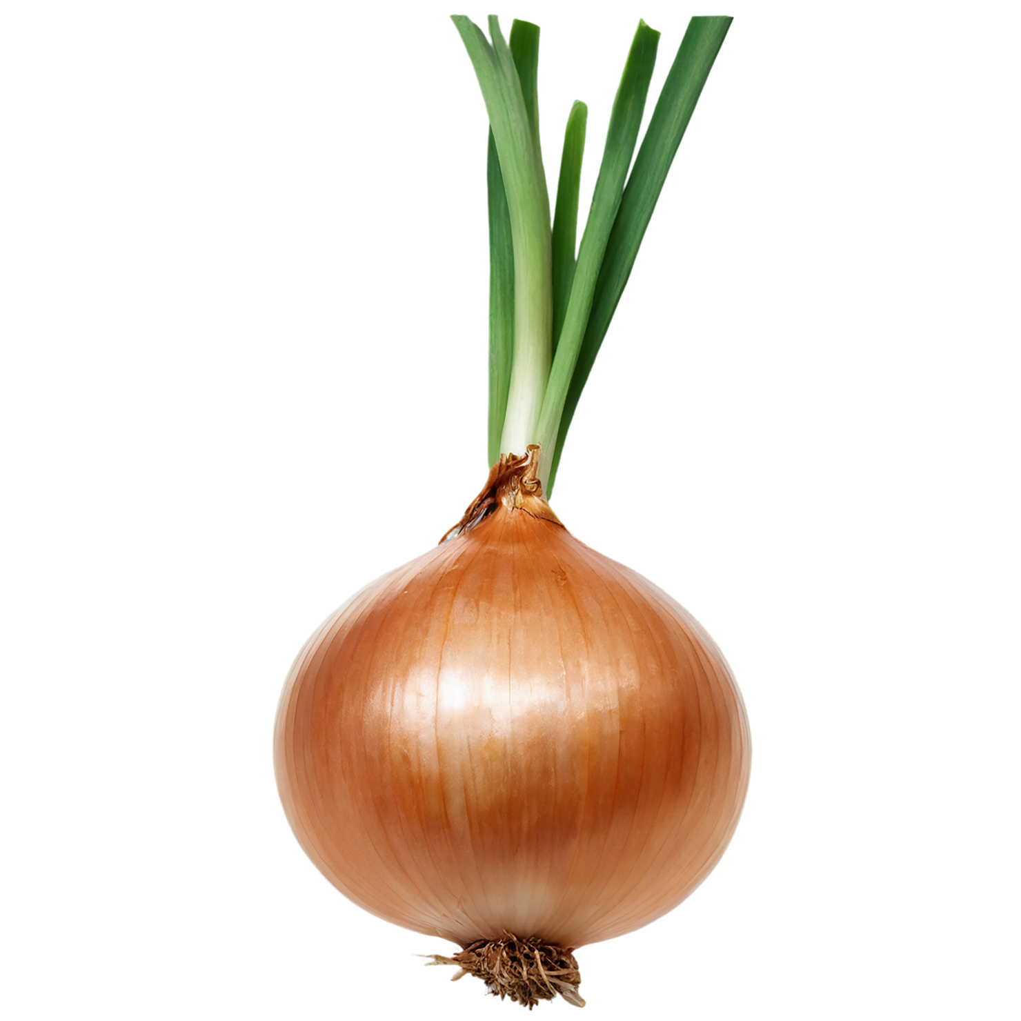 Onion vegetables isolated on transparent background #11797