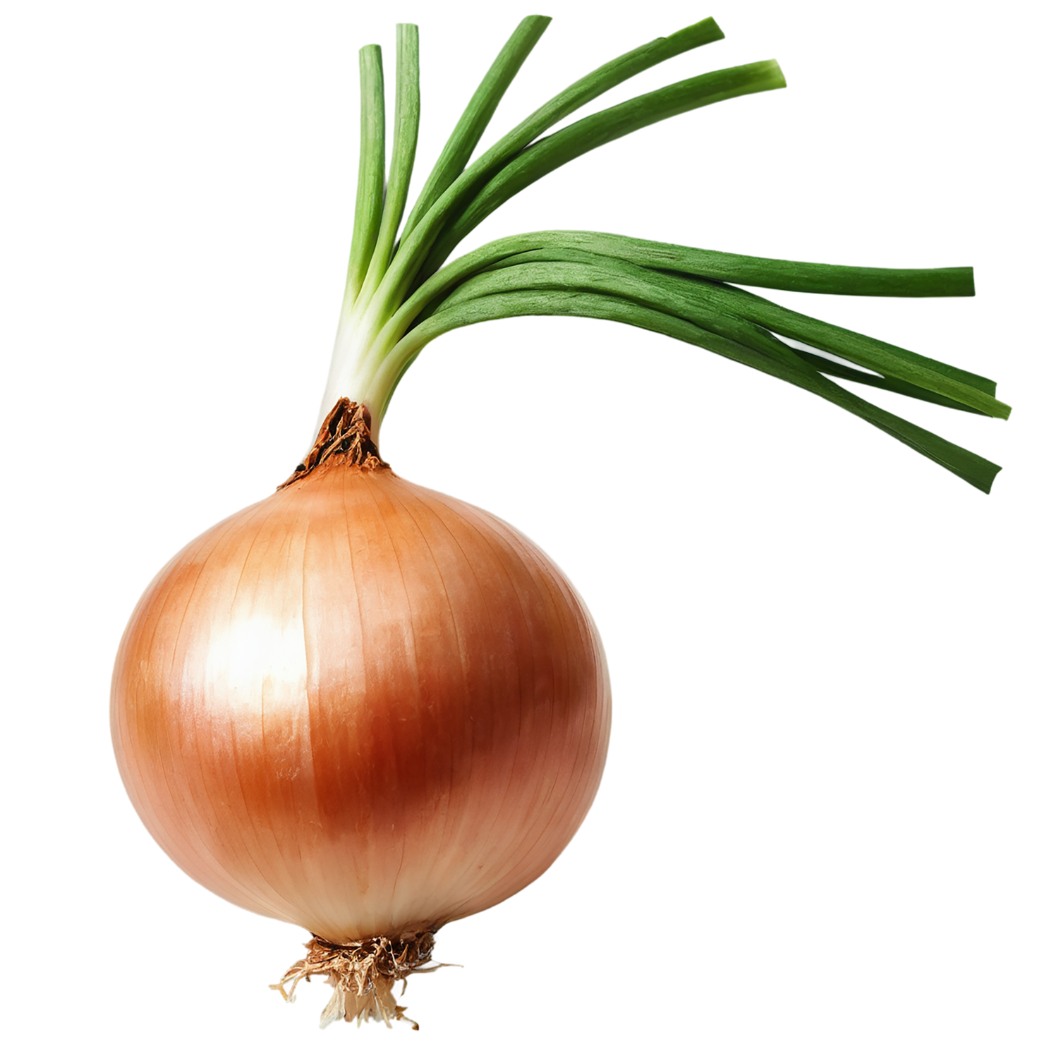 Onion vegetables isolated on transparent background #11799