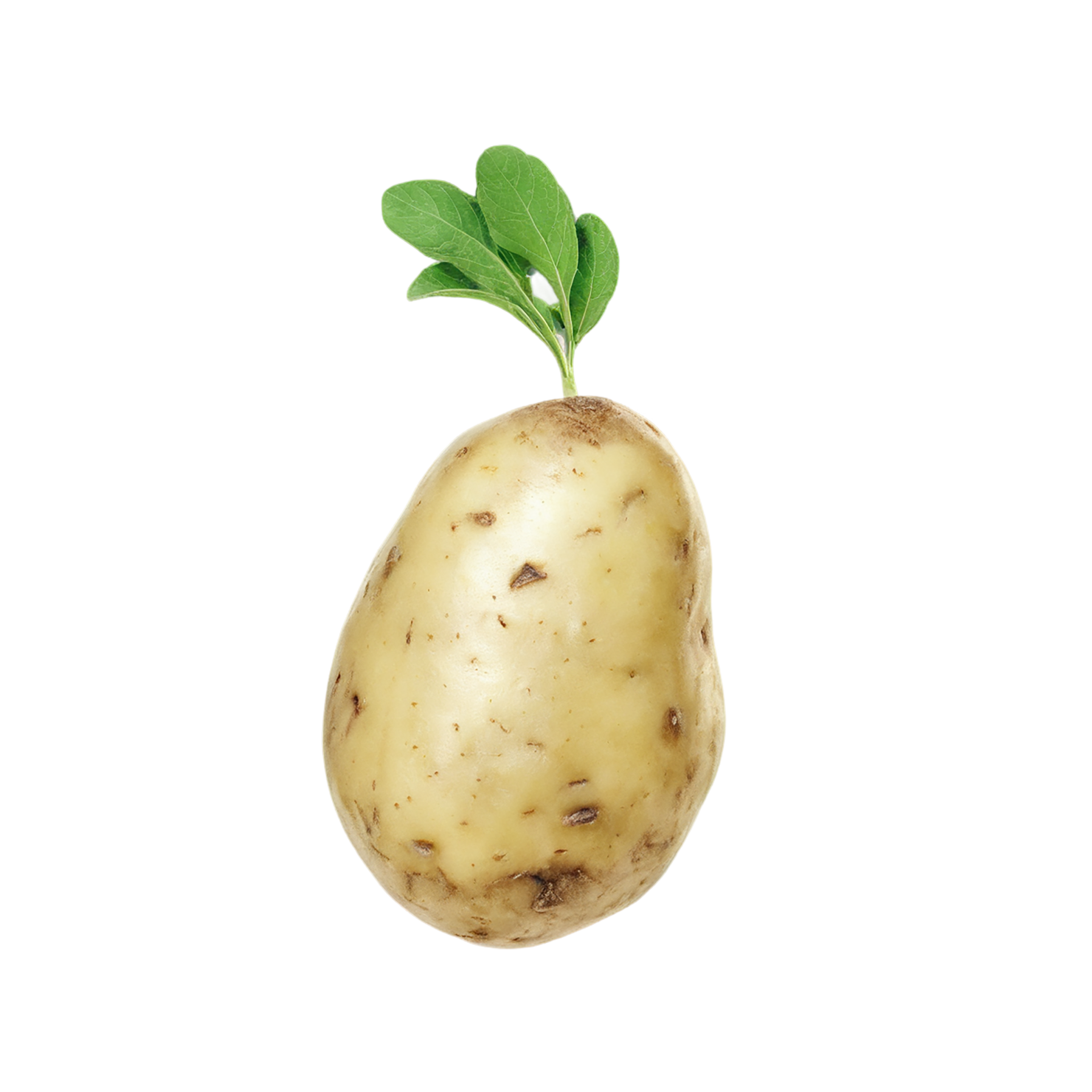 Potato vegetables isolated on transparent background #11934