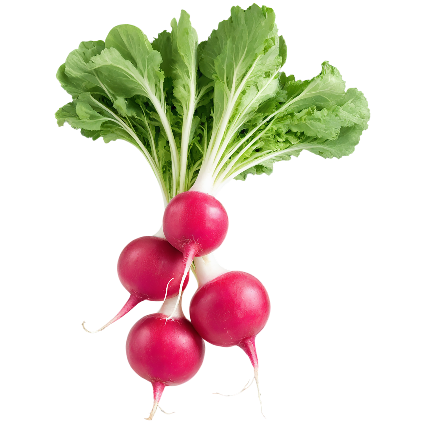 Radish vegetables isolated on transparent background #11990