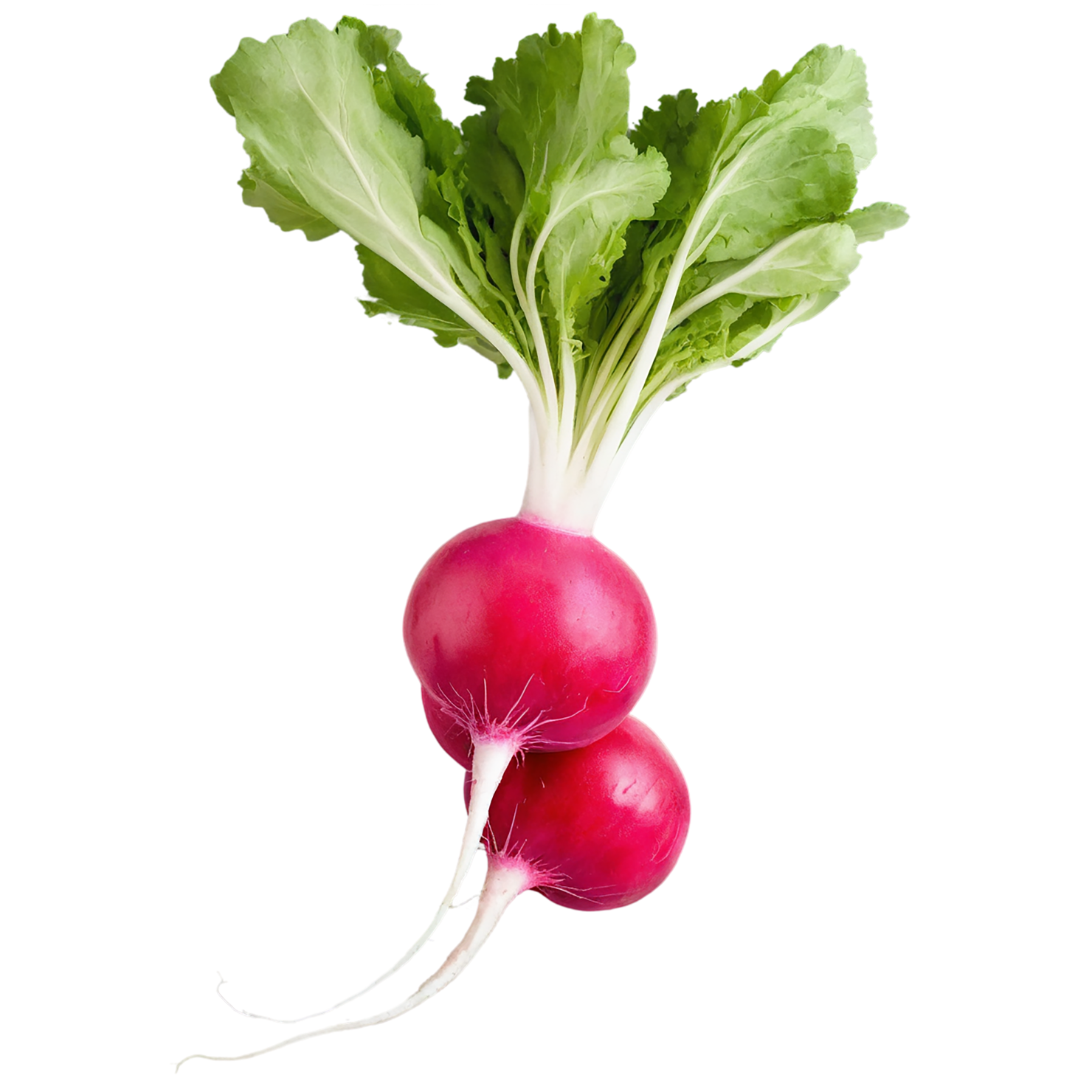 Radish vegetables isolated on transparent background #11992
