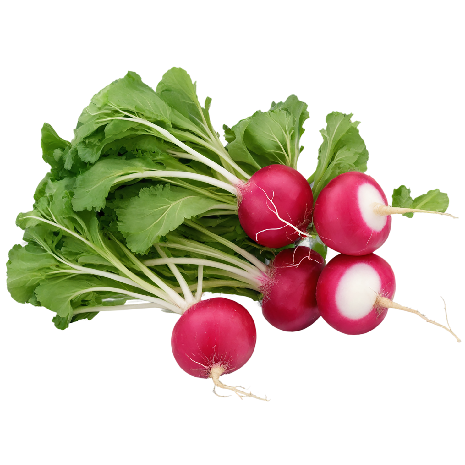Radish vegetables isolated on transparent background #12006