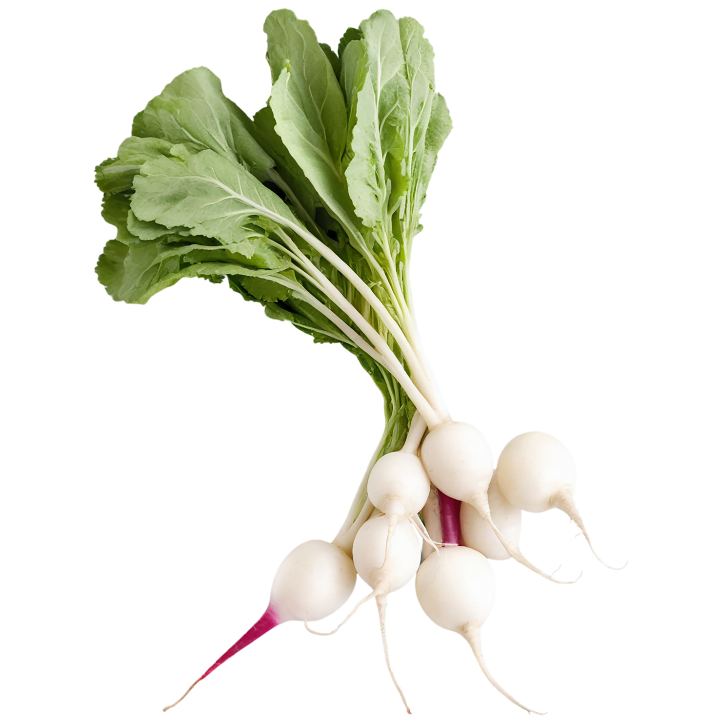 Radish vegetables isolated on transparent background #12008