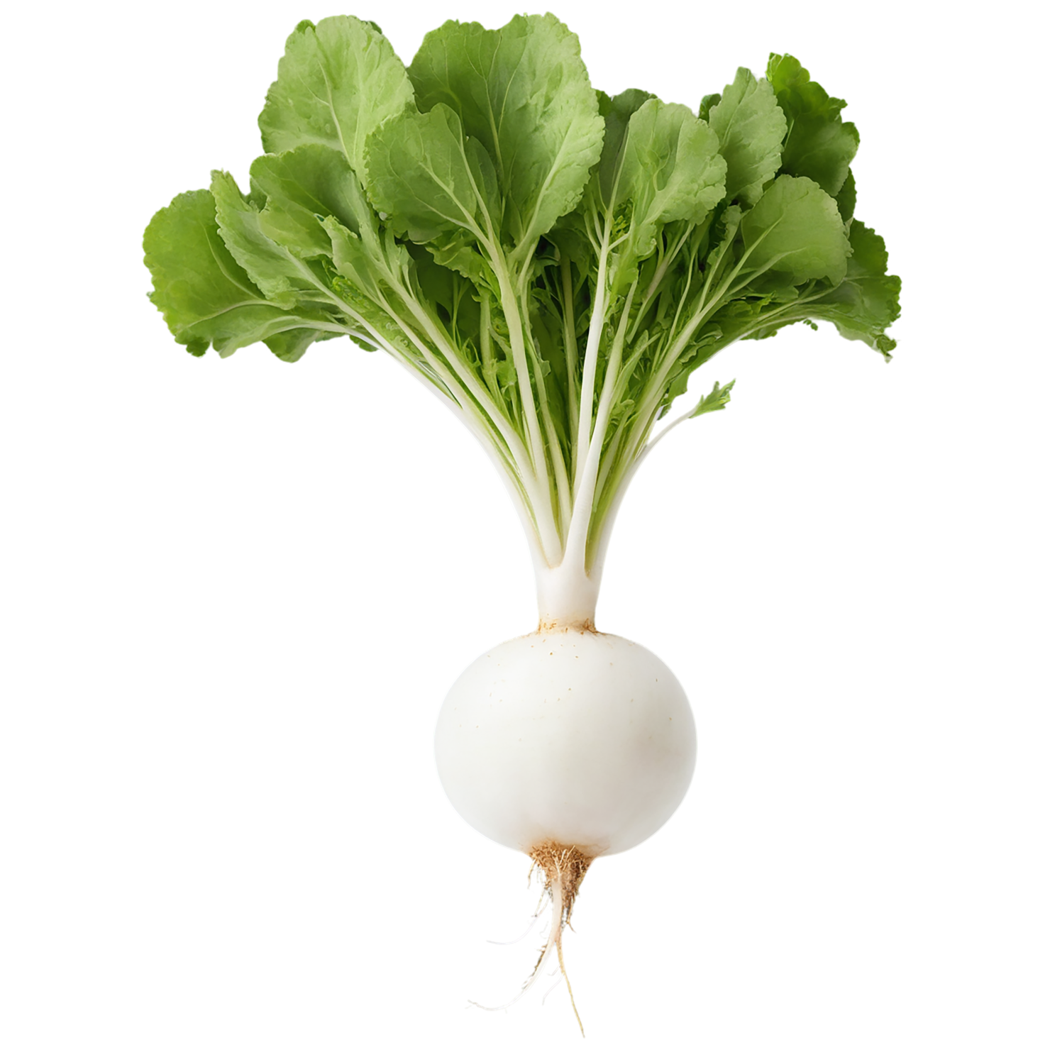 Radish vegetables isolated on transparent background #12019