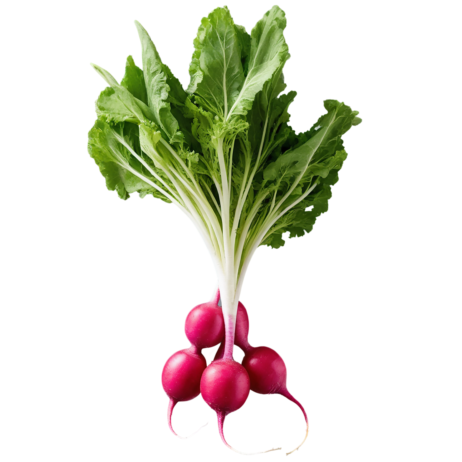 Radish vegetables isolated on transparent background #12020