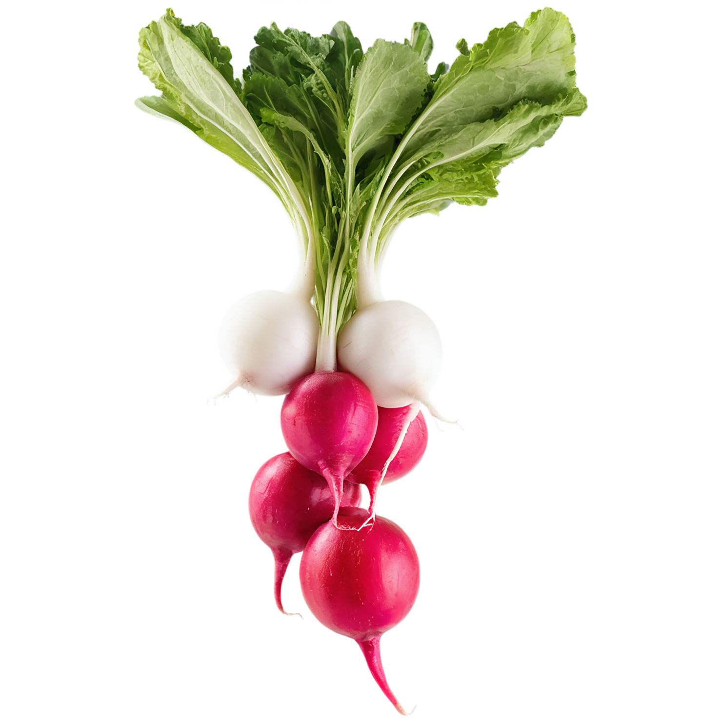 Radish vegetables isolated on transparent background #12025