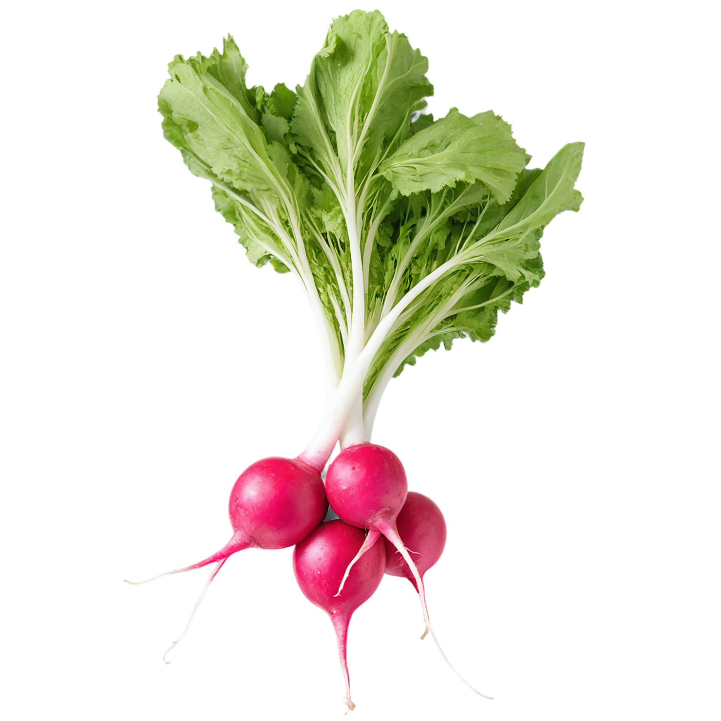 Radish vegetables isolated on transparent background #12026