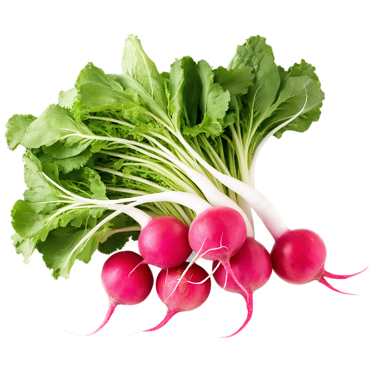 Radish vegetables isolated on transparent background #12034