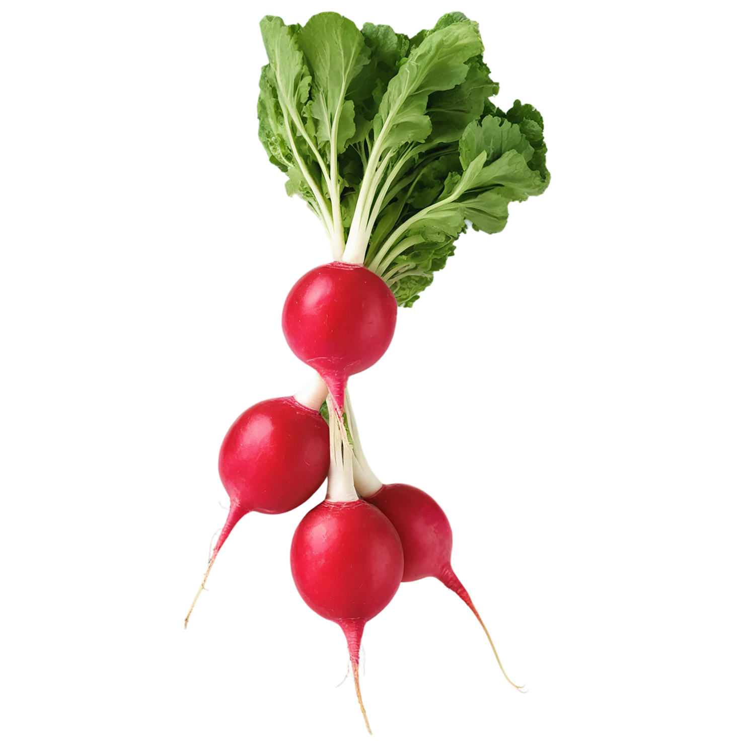 Radish vegetables isolated on transparent background #12037