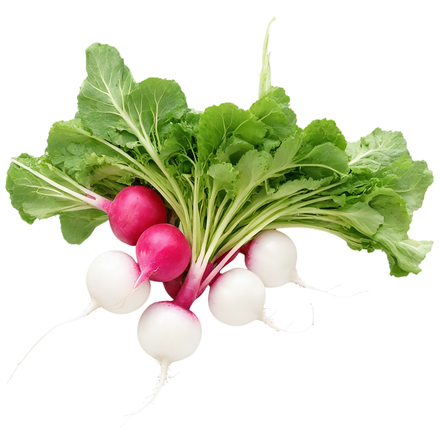 Radish vegetables isolated on transparent background #12045