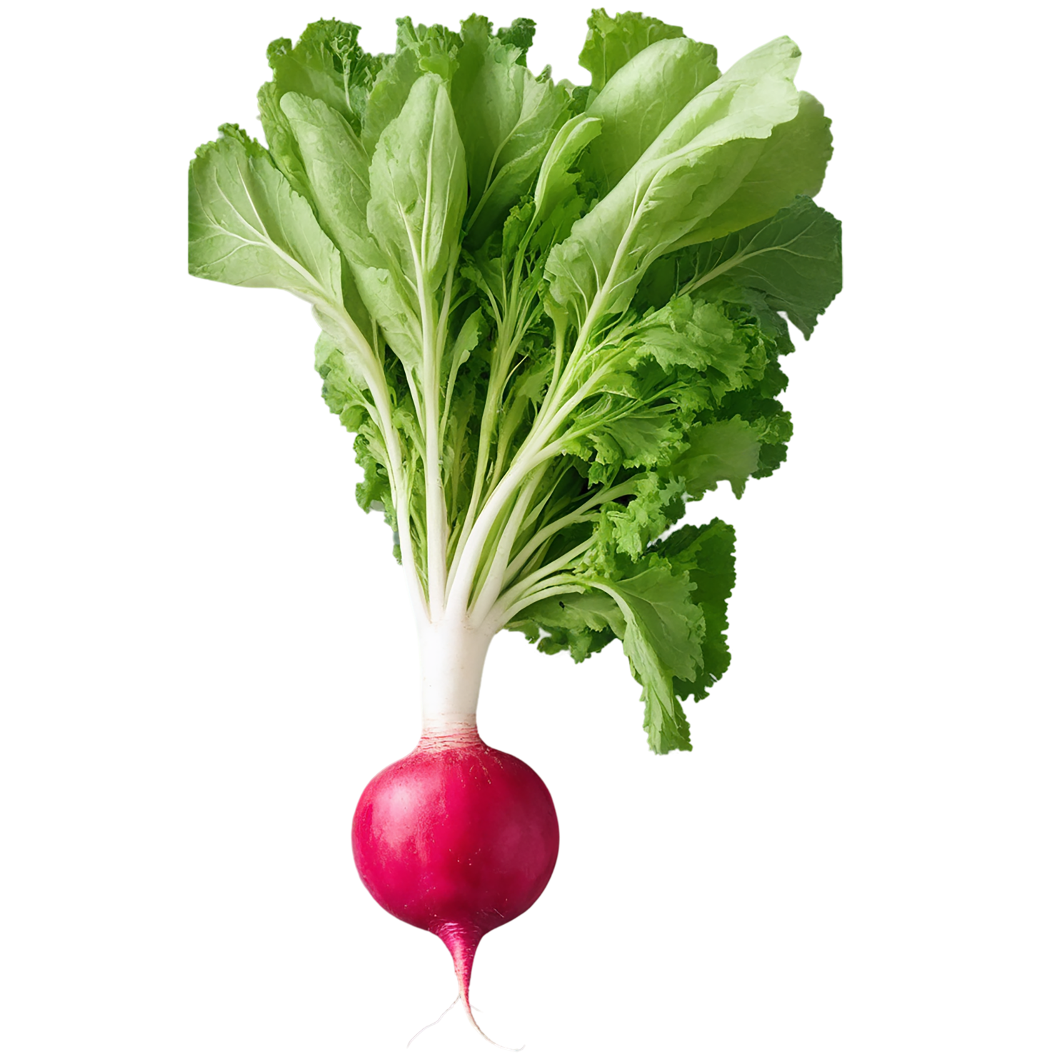 Radish vegetables isolated on transparent background #12052