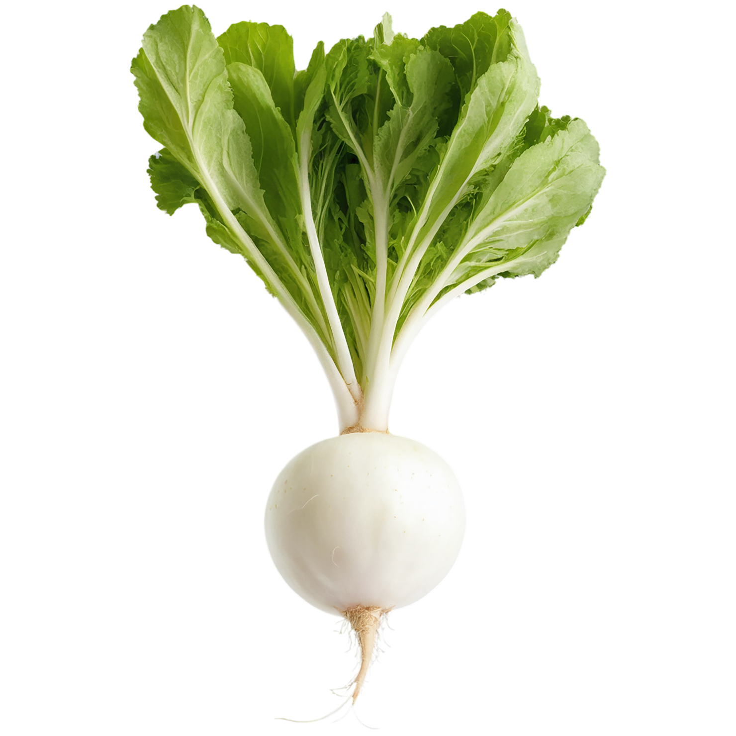 Radish vegetables isolated on transparent background #12057