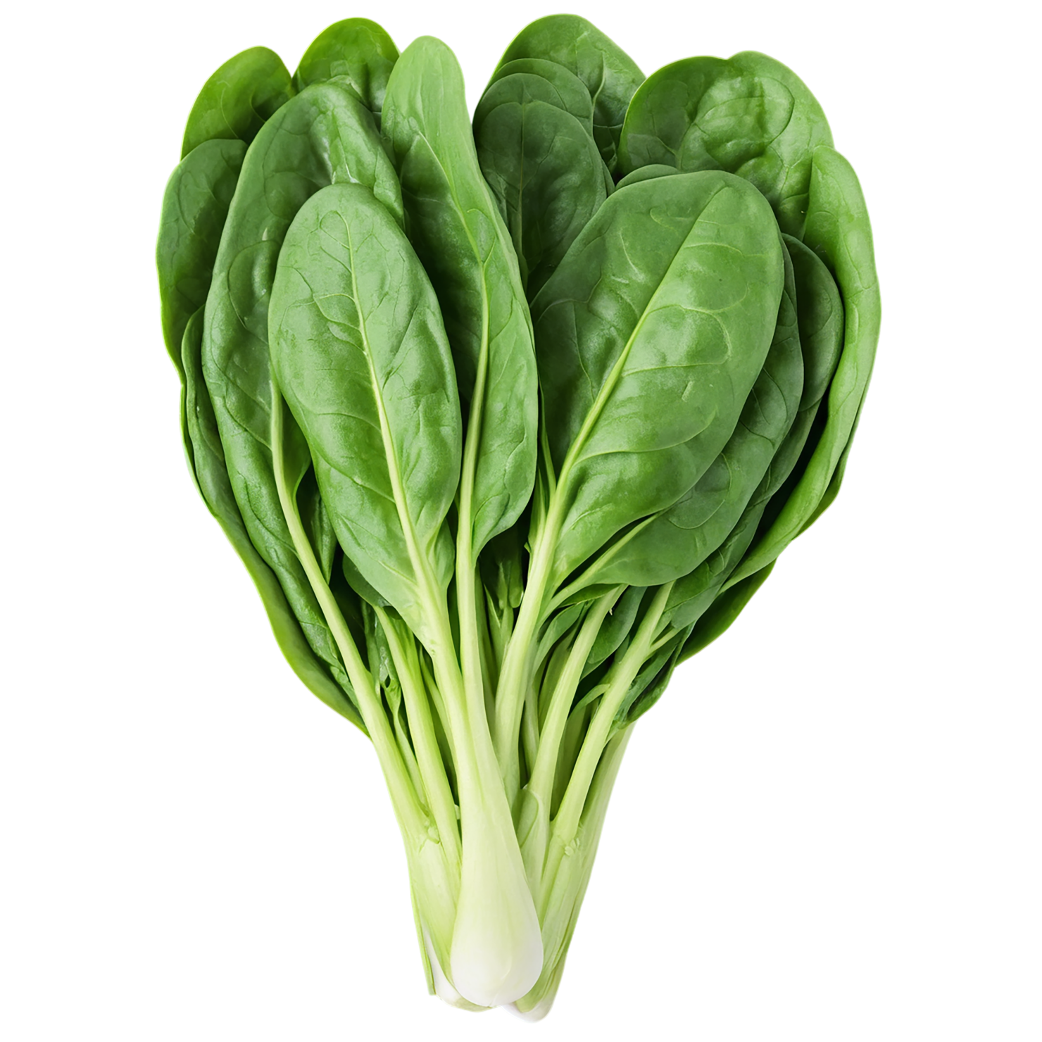 Spinach vegetables isolated on transparent background #12071