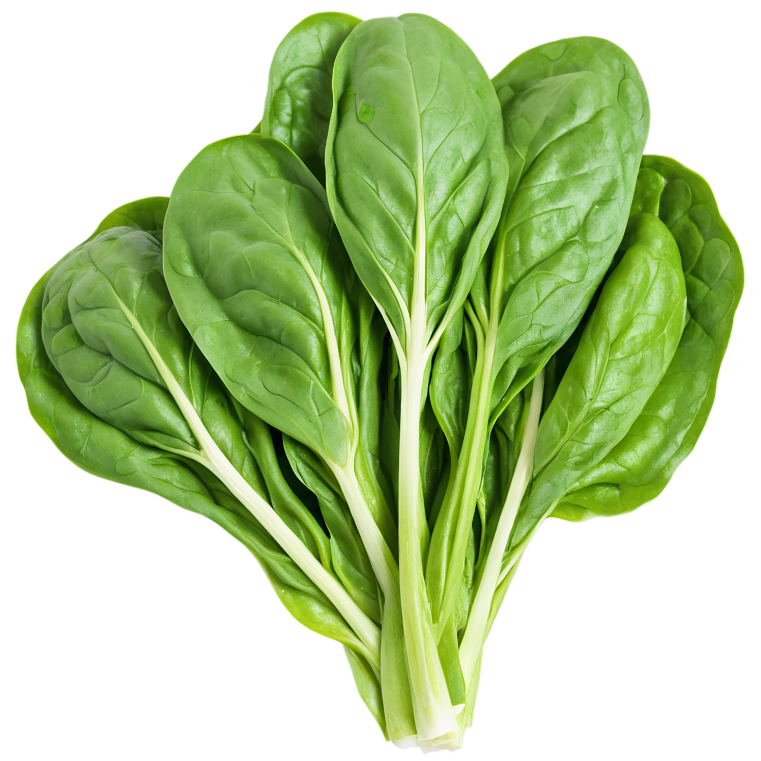 Spinach vegetables isolated on transparent background #12079