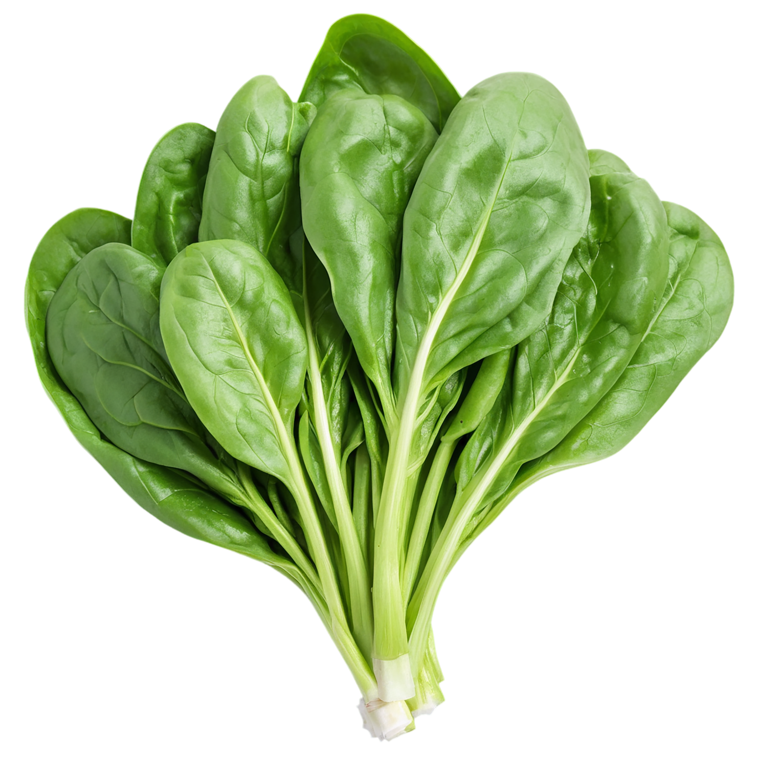 Spinach vegetables isolated on transparent background #12087