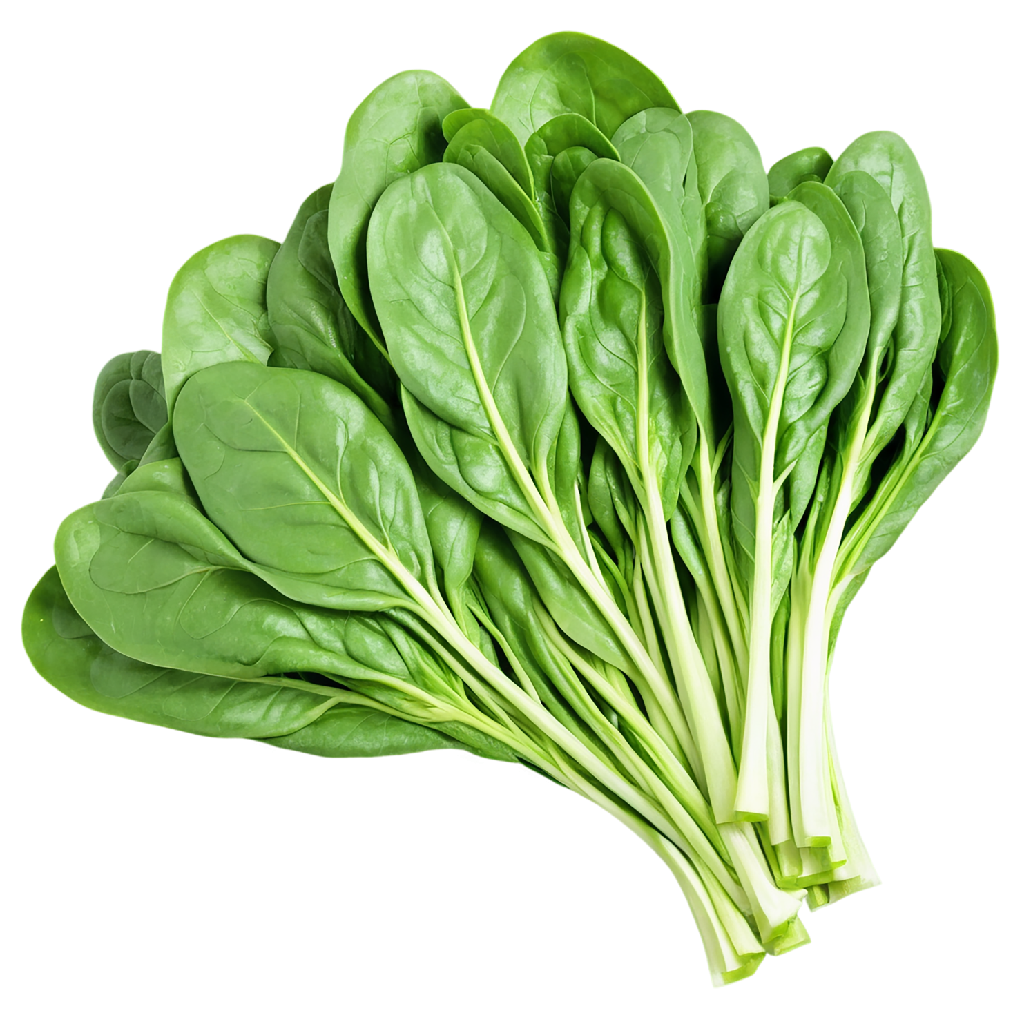 Spinach vegetables isolated on transparent background #12102
