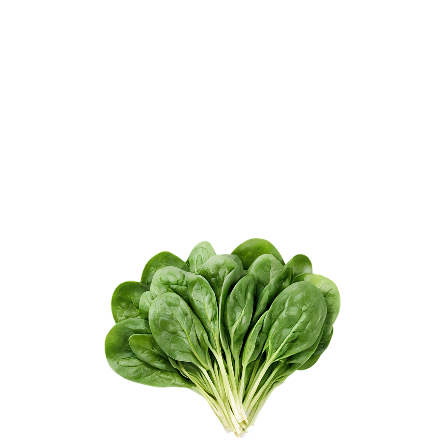 Spinach vegetables isolated on transparent background #12109