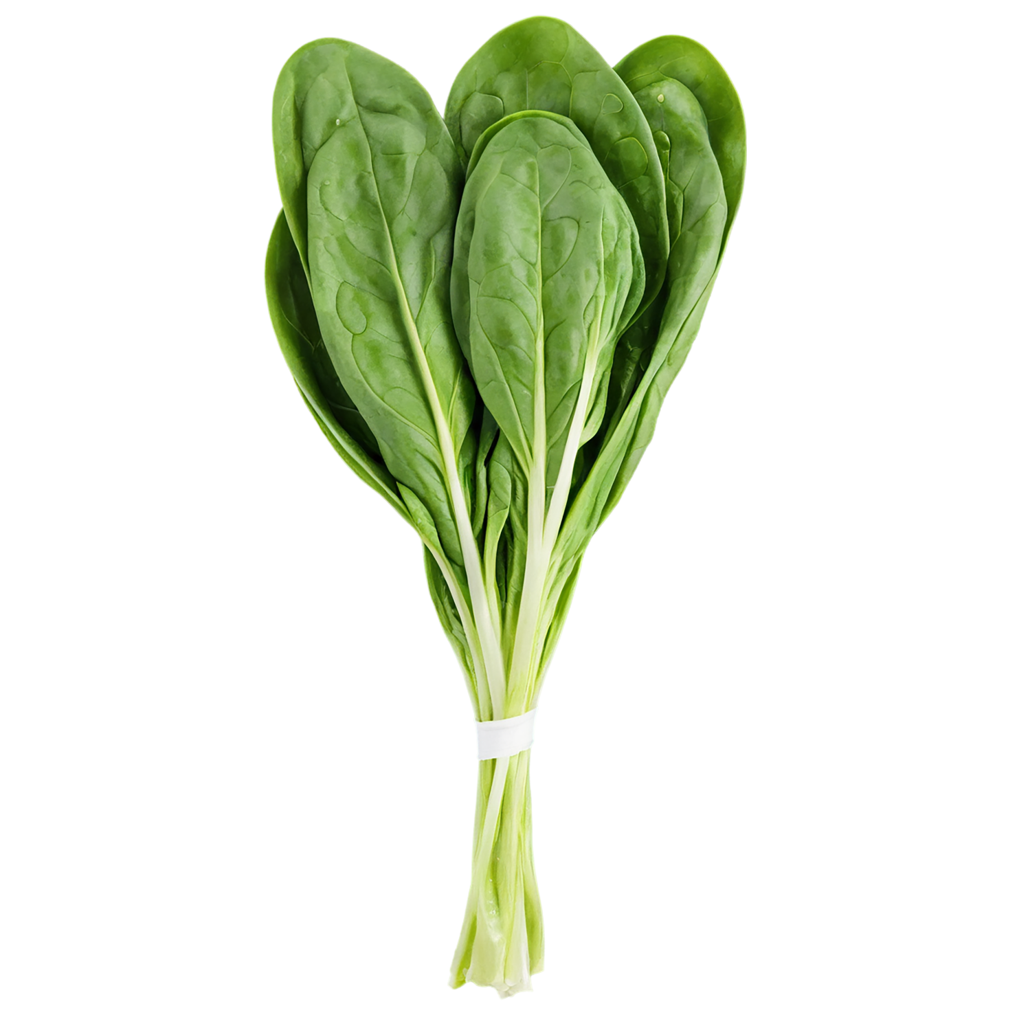 Spinach vegetables isolated on transparent background #12120