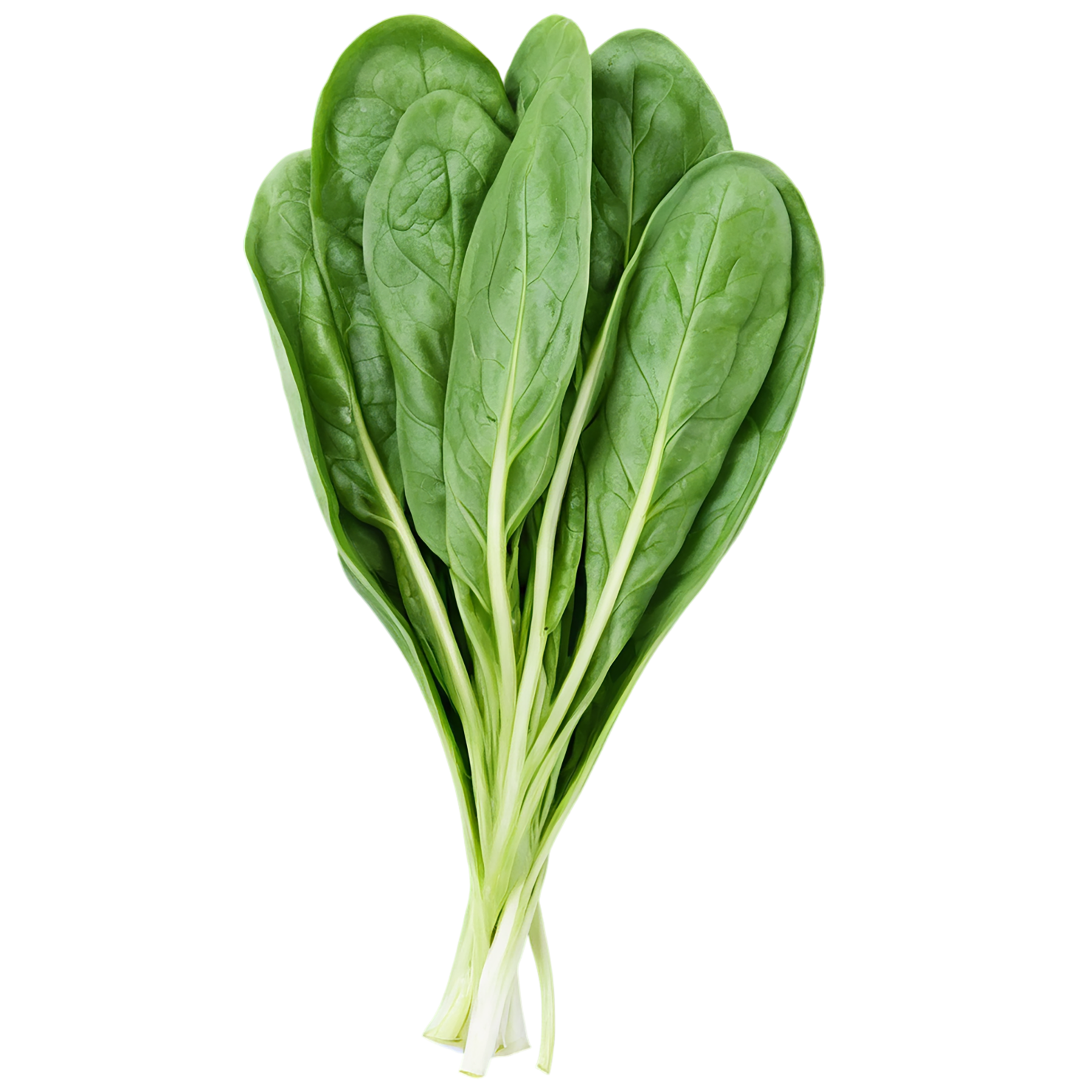 Spinach vegetables isolated on transparent background #12127