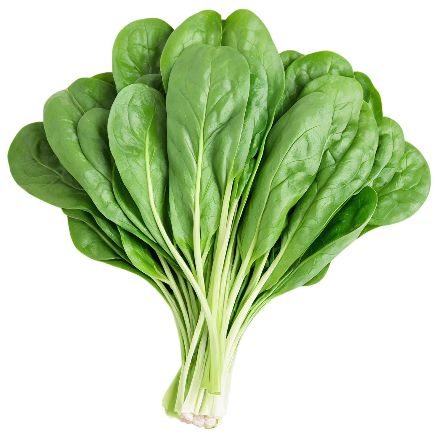 Spinach vegetables isolated on transparent background #12137