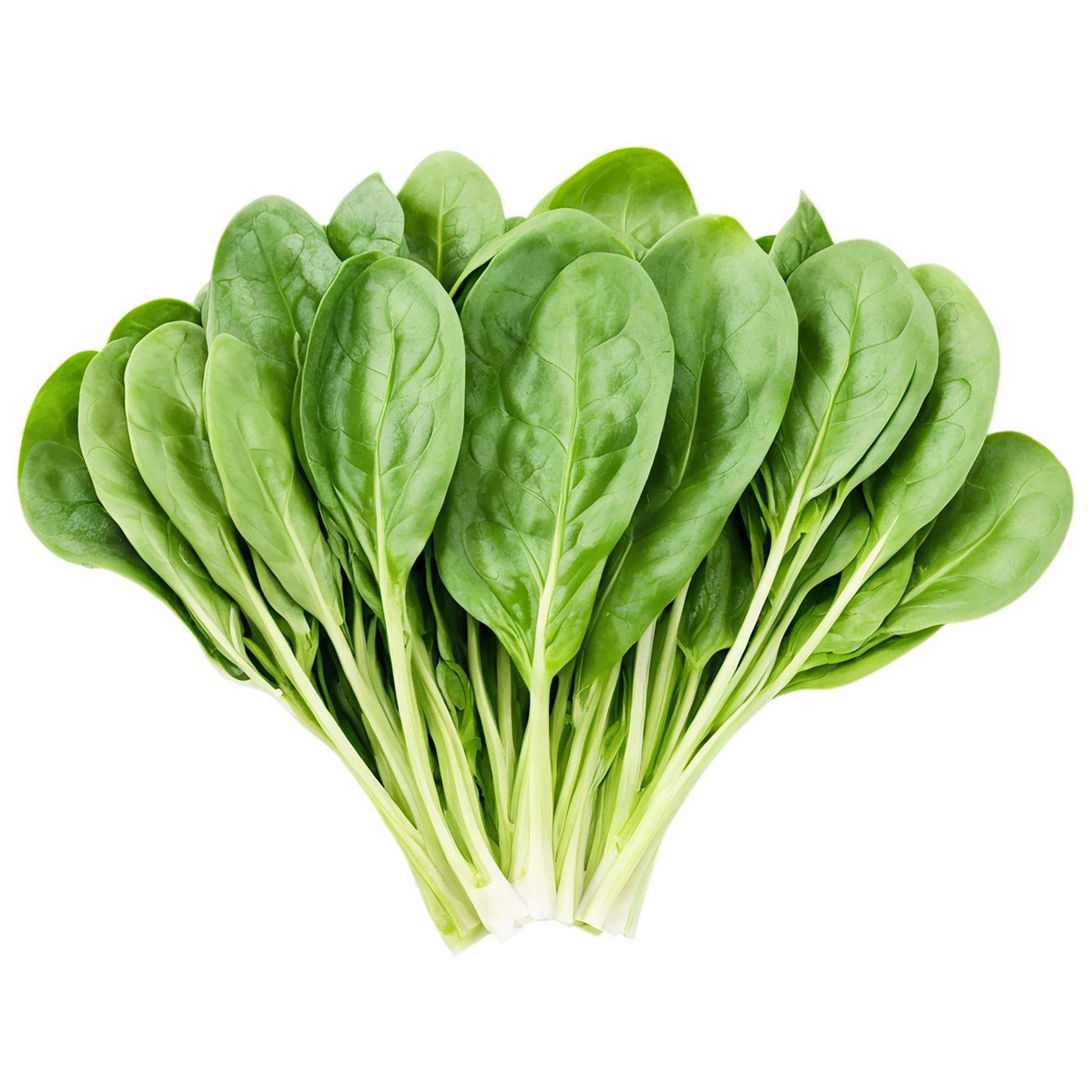 Spinach vegetables isolated on transparent background #12140