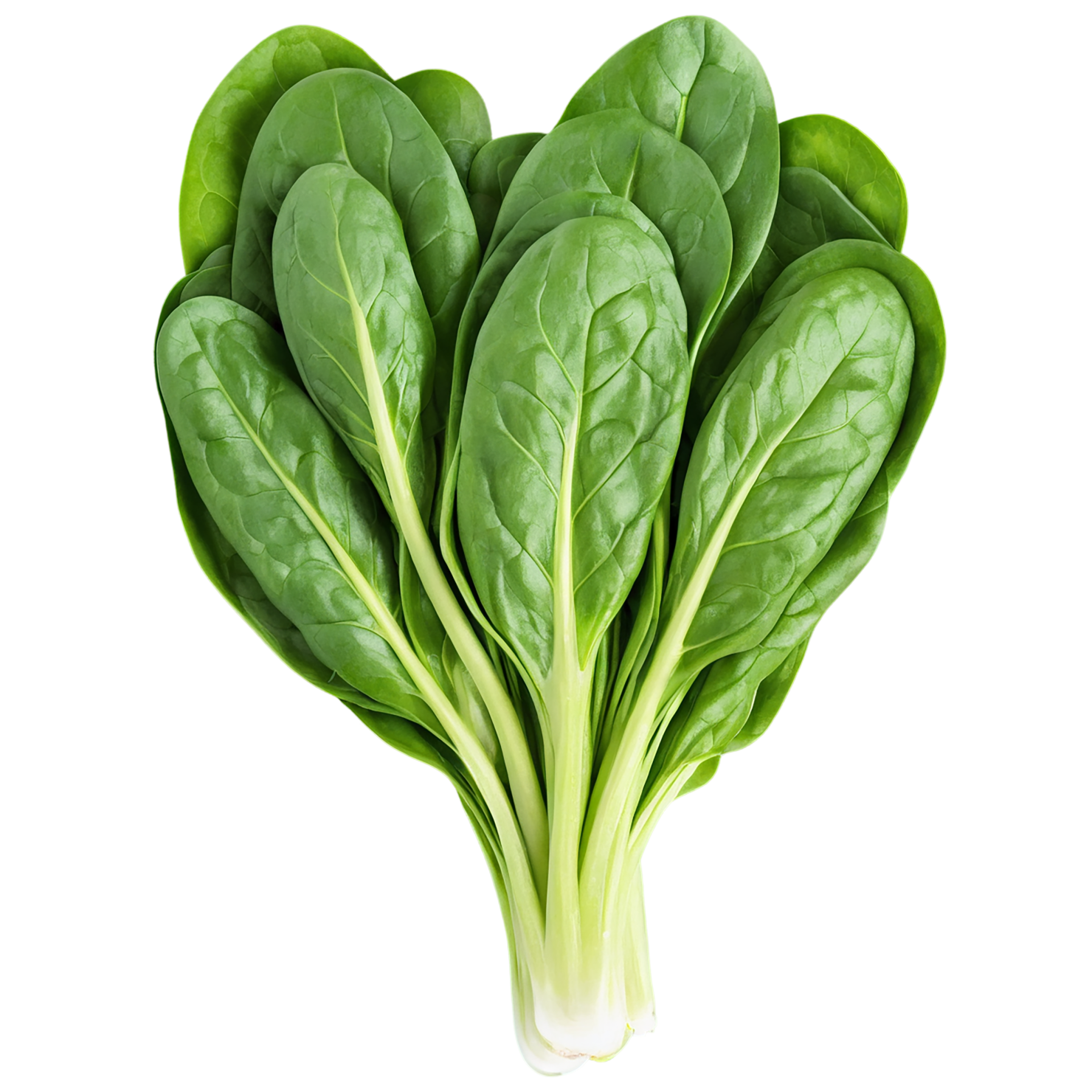 Spinach vegetables isolated on transparent background #12145