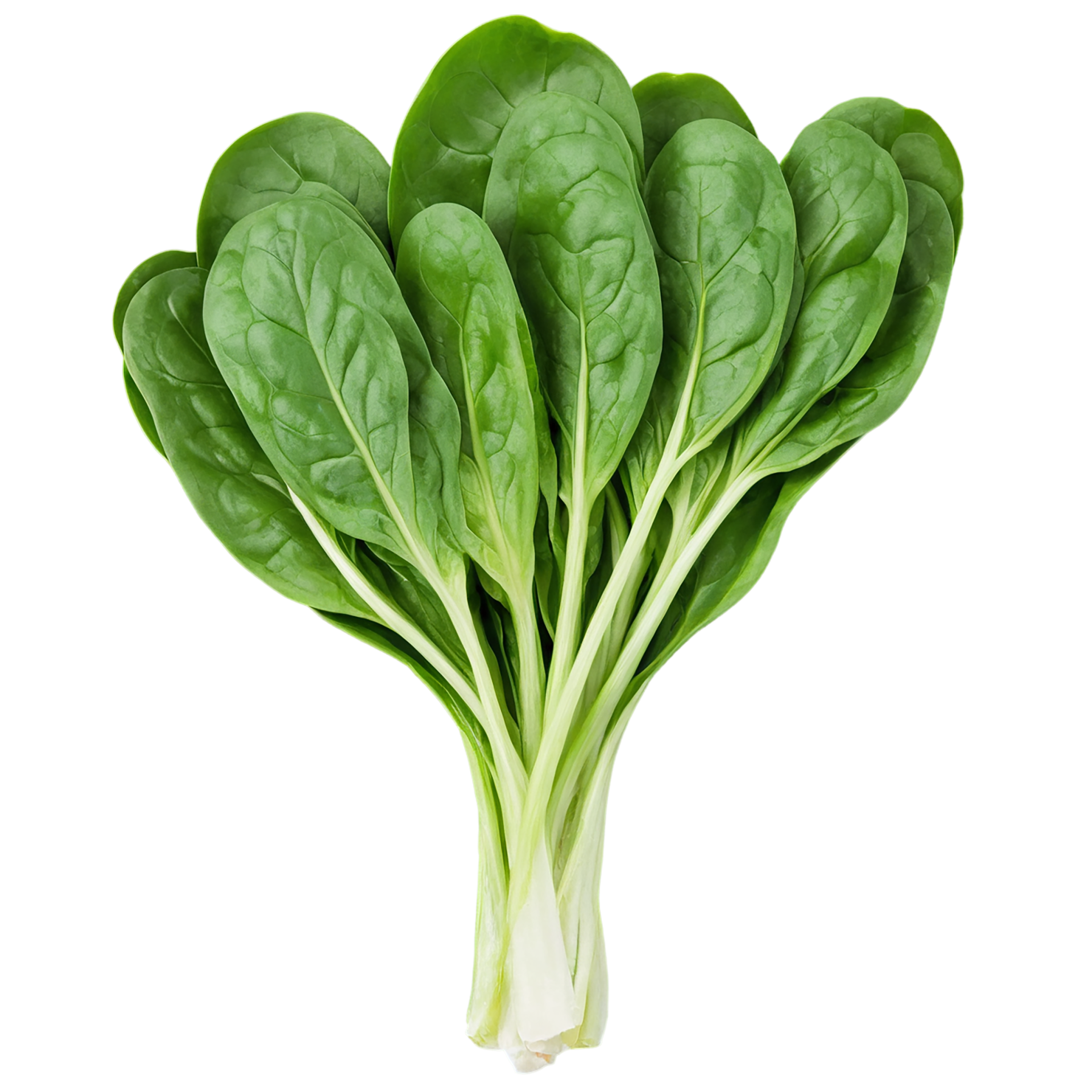 Spinach vegetables isolated on transparent background #12149