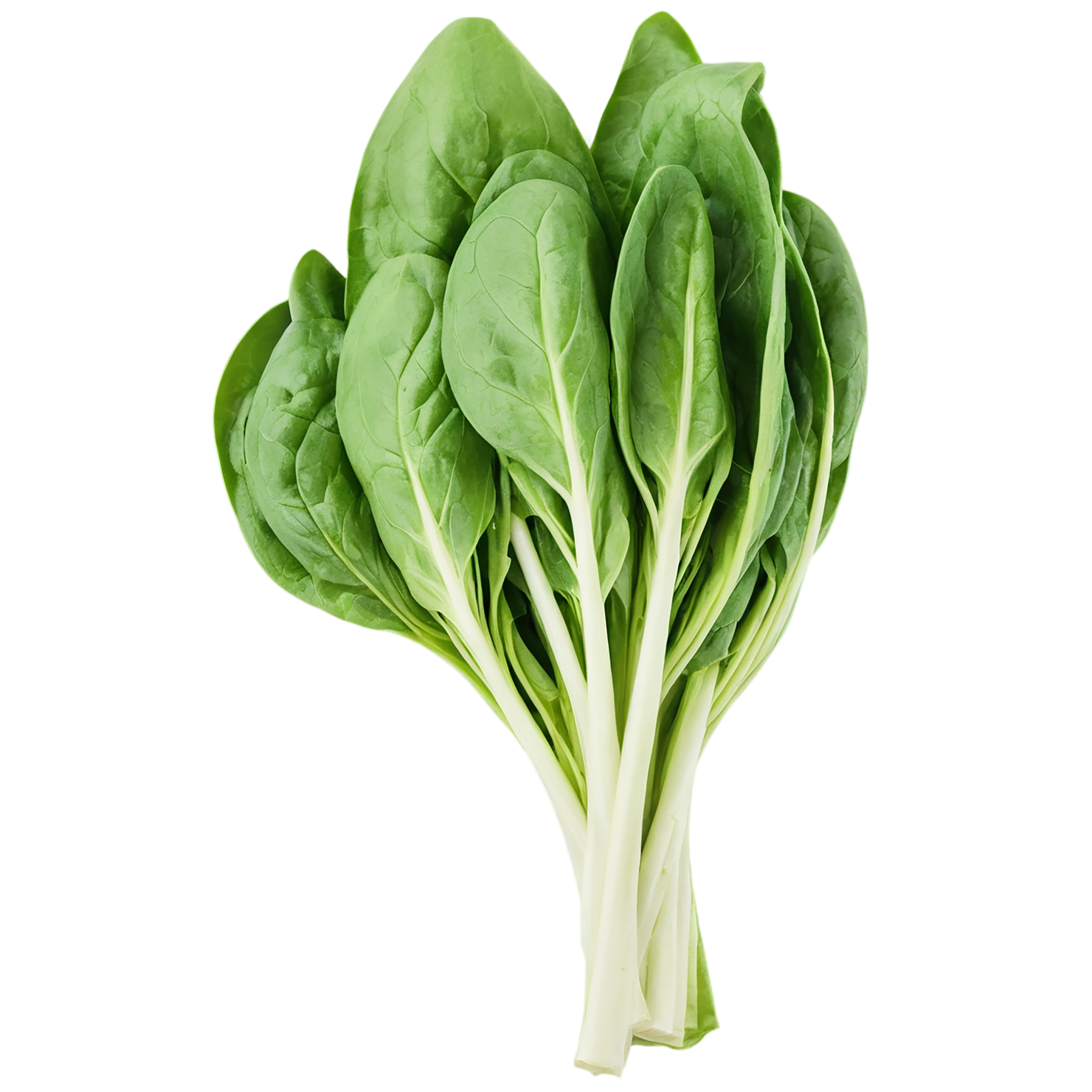 Spinach vegetables isolated on transparent background #12154
