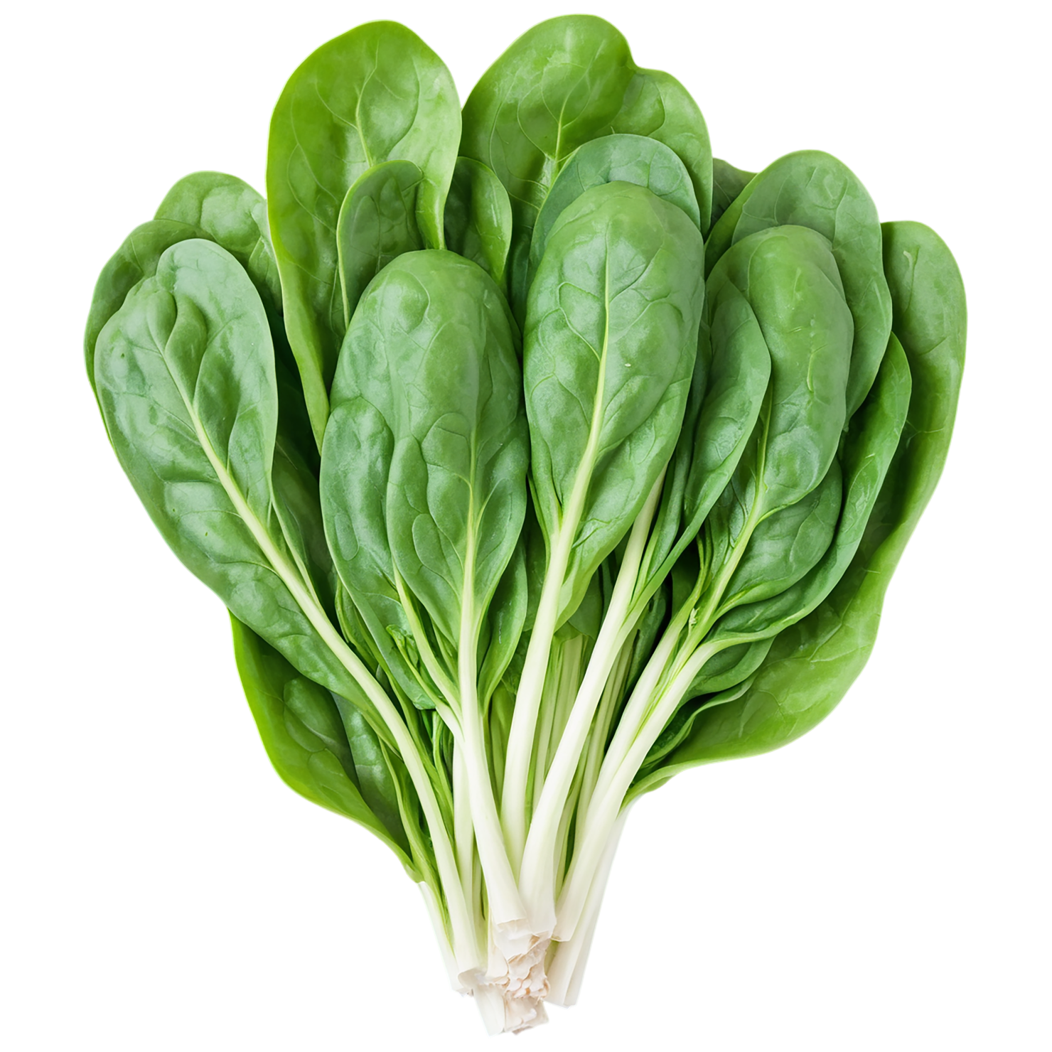 Spinach vegetables isolated on transparent background #12155