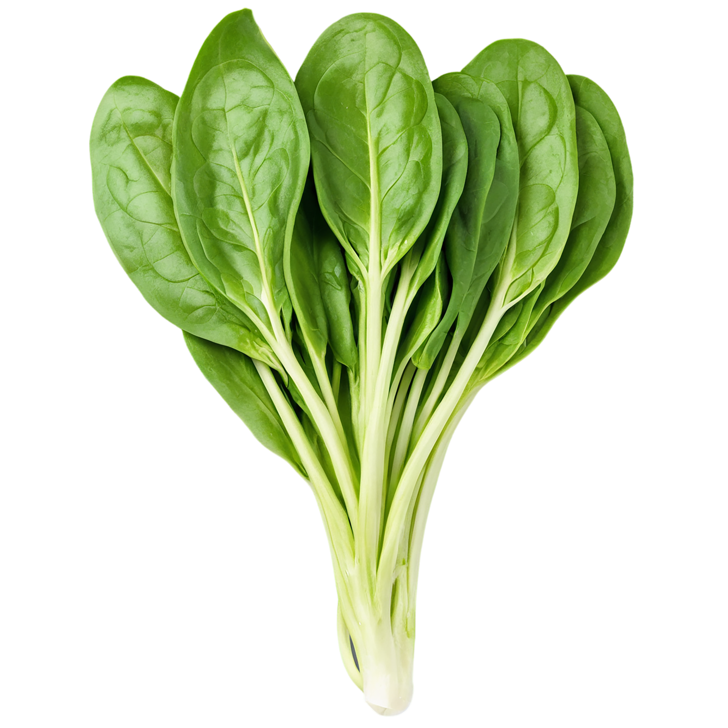 Spinach vegetables isolated on transparent background #12156