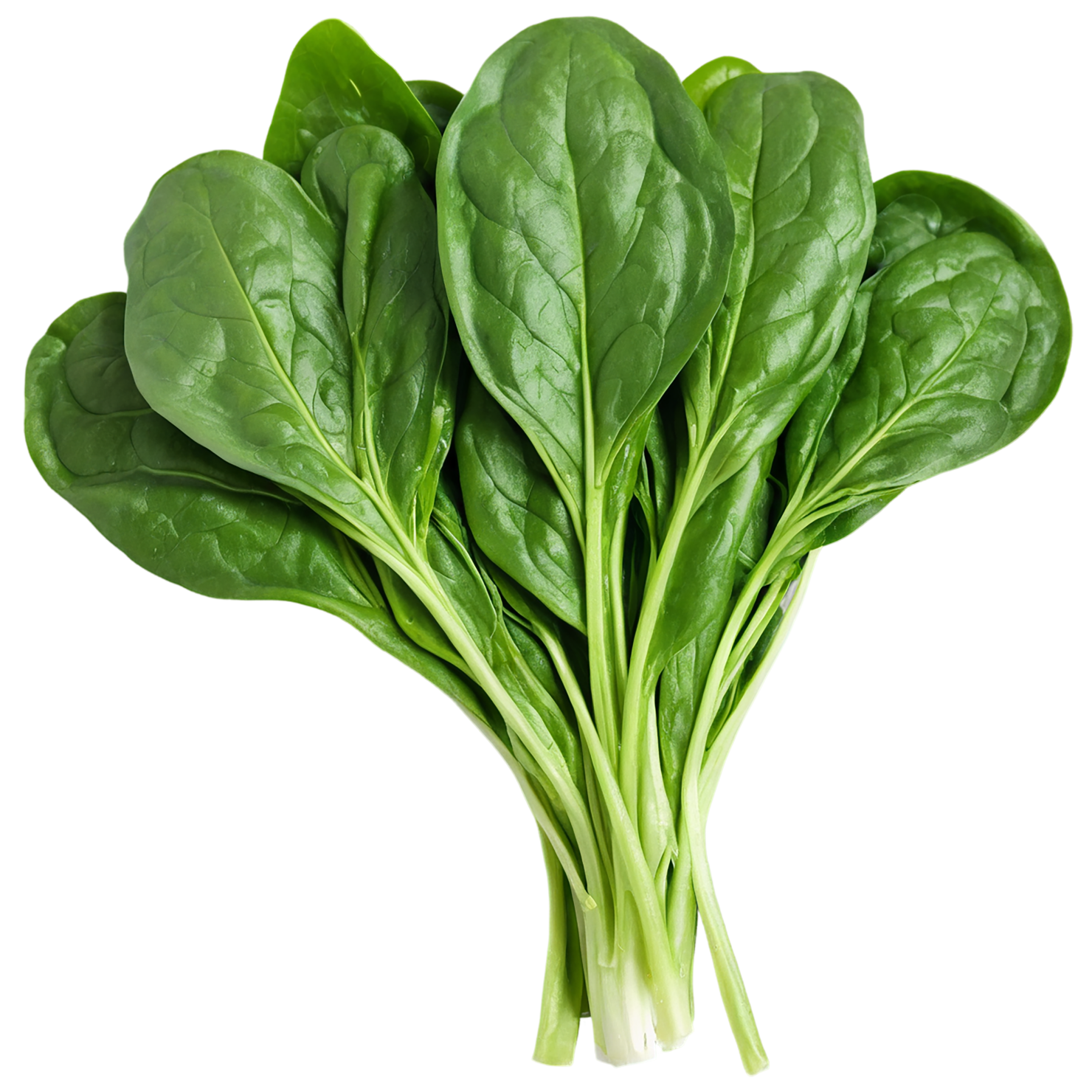 Spinach vegetables isolated on transparent background #12157