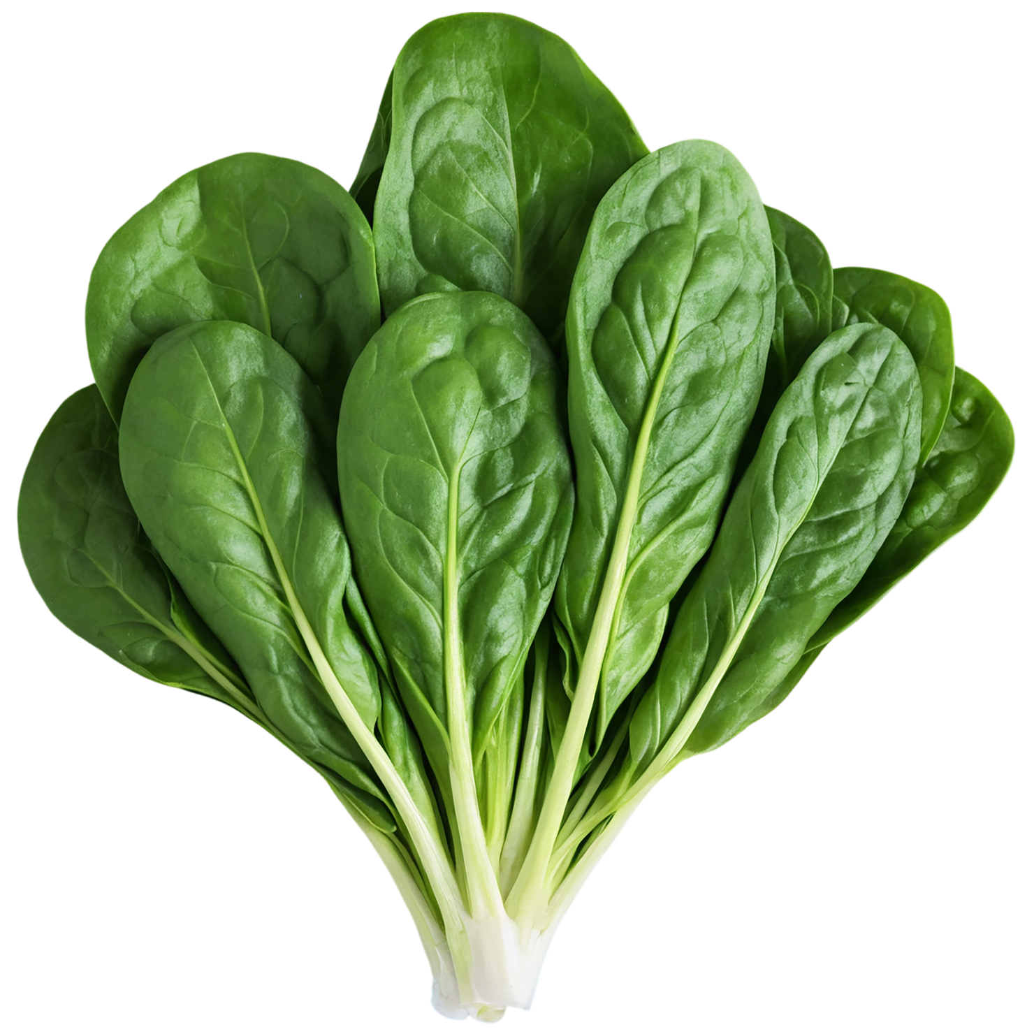 Spinach vegetables isolated on transparent background #12158