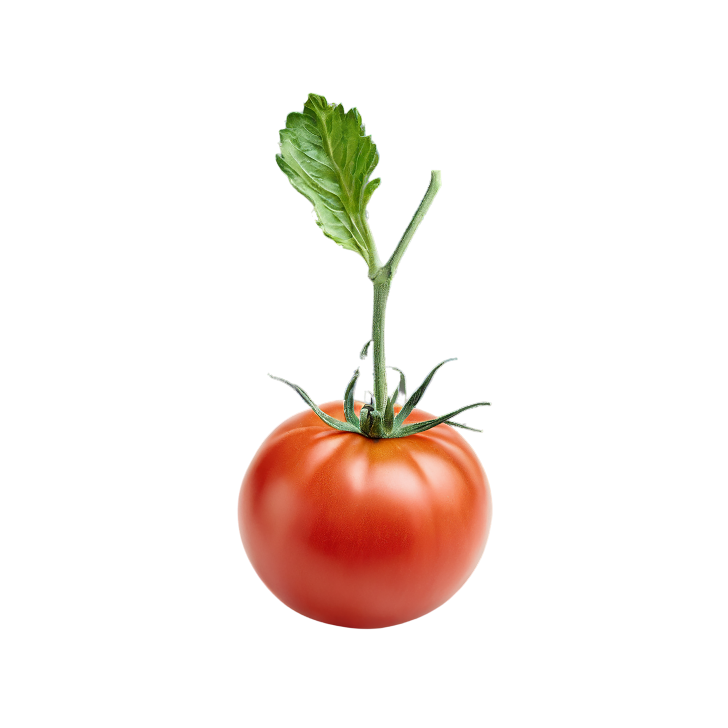 Tomato vegetables isolated on transparent background #12183