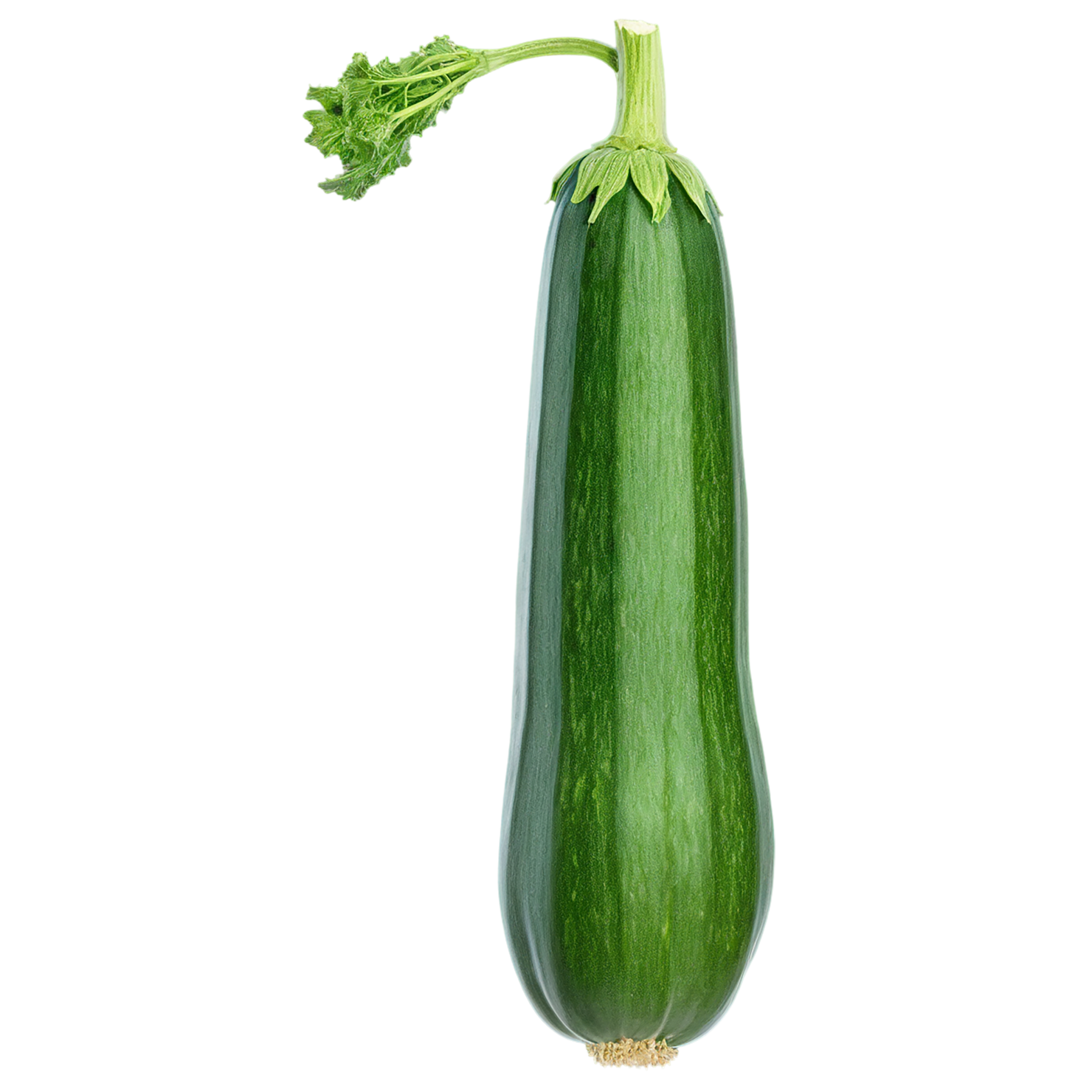 Zucchini vegetables isolated on transparent background #12301