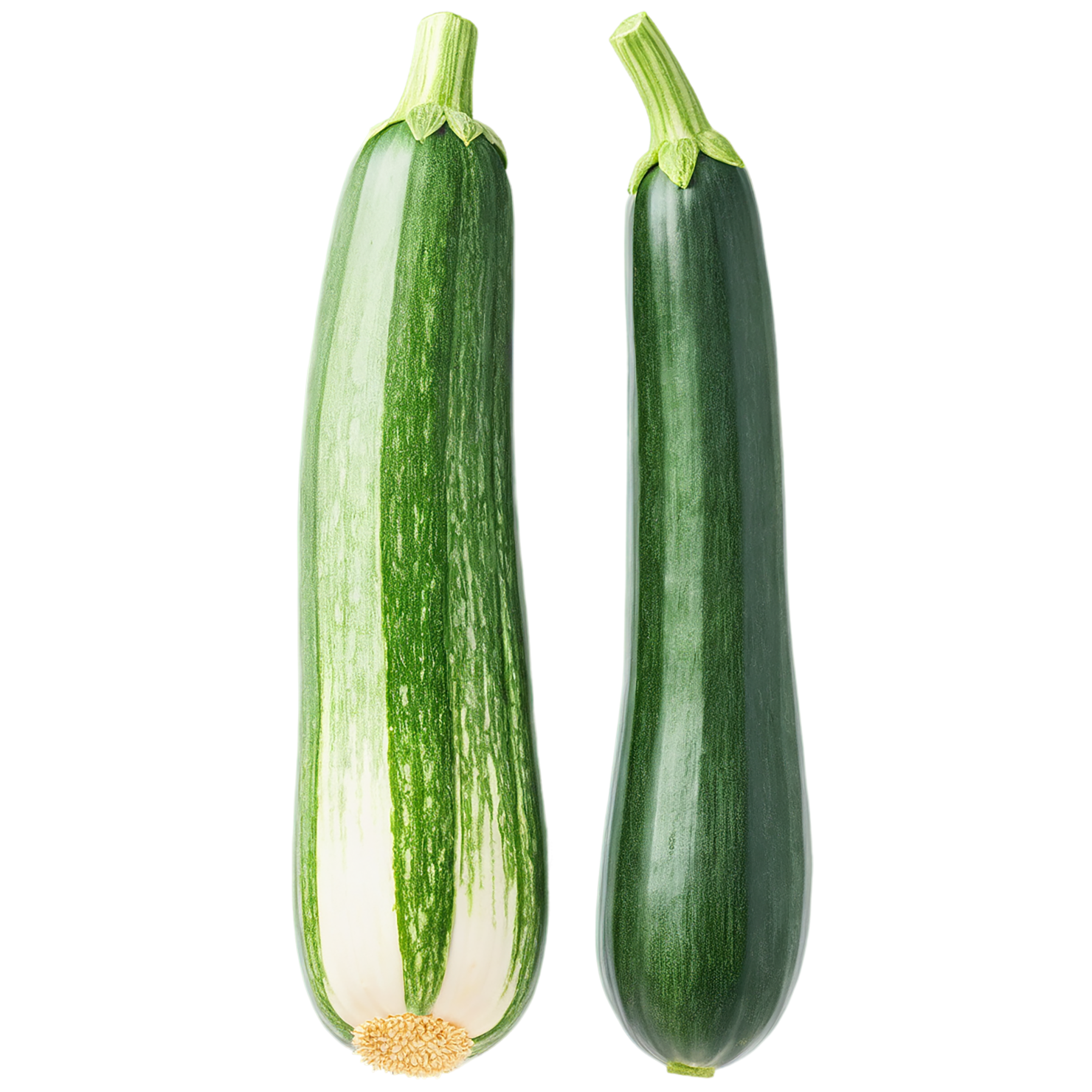 Zucchini vegetables isolated on transparent background #12315