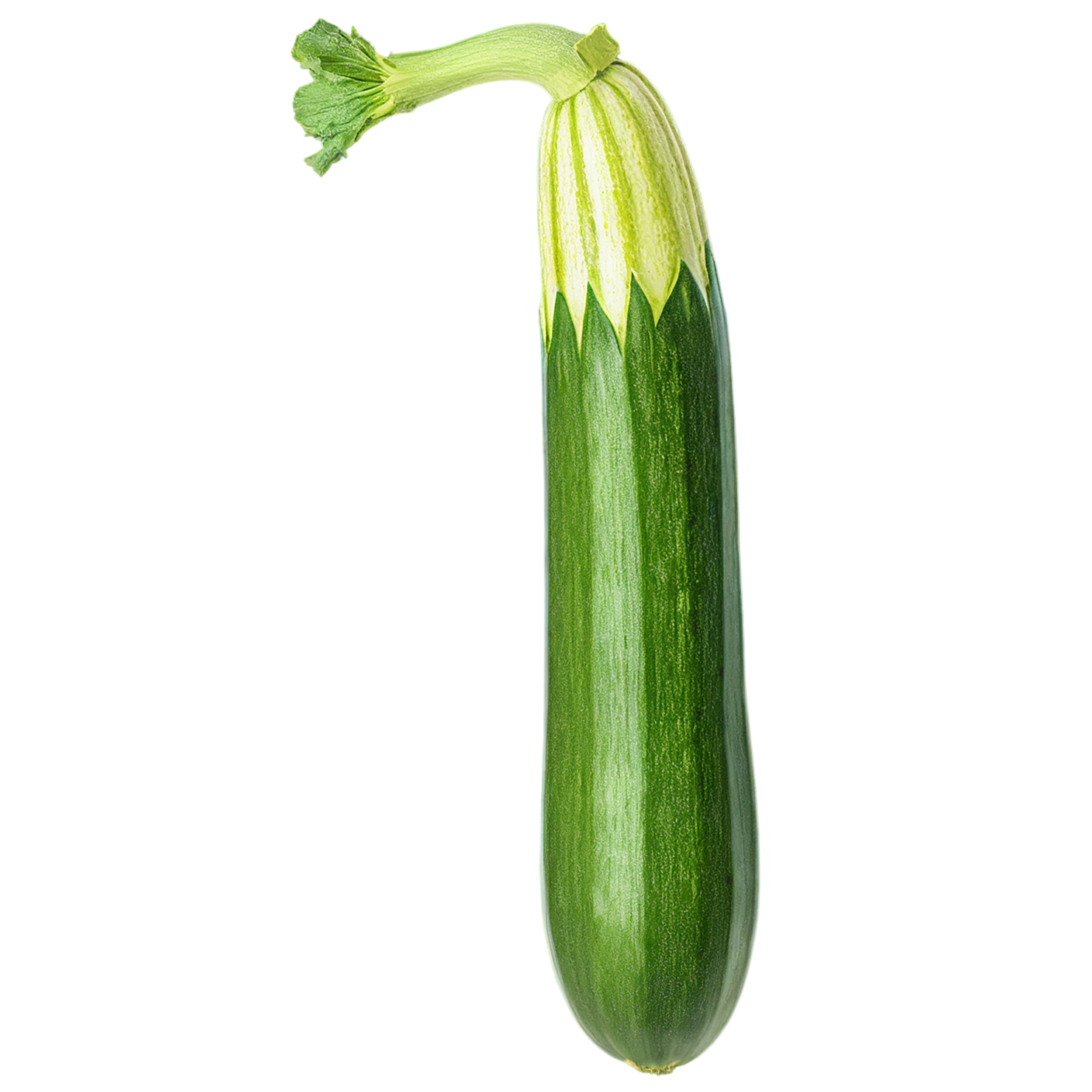 Zucchini vegetables isolated on transparent background #12324