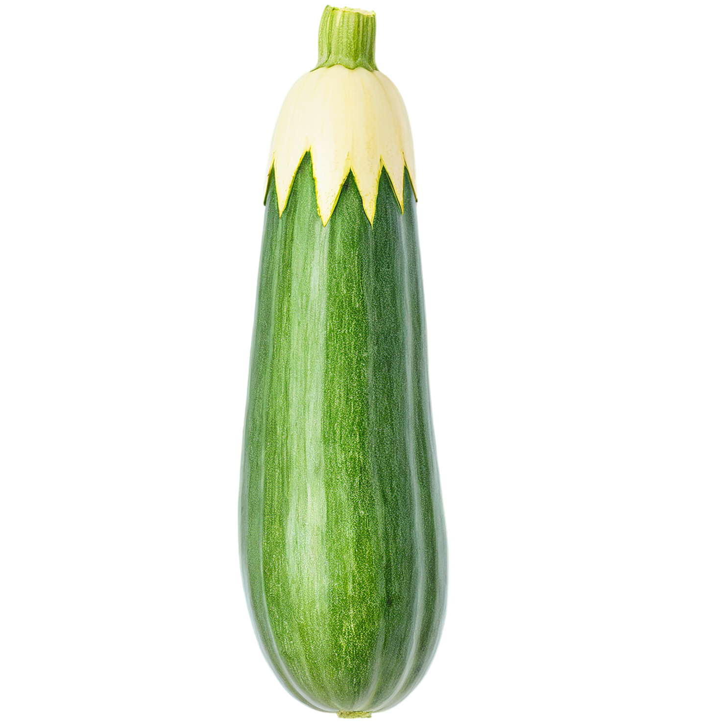 Zucchini vegetables isolated on transparent background #12330