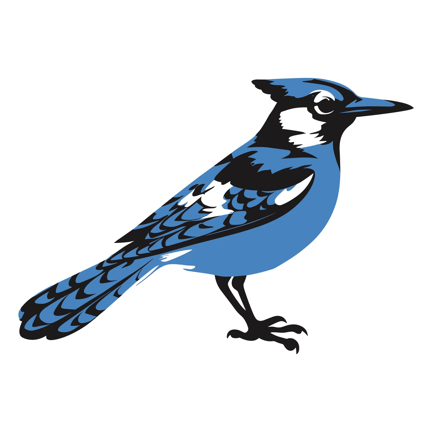 Blue jay customizable clip art design #36394