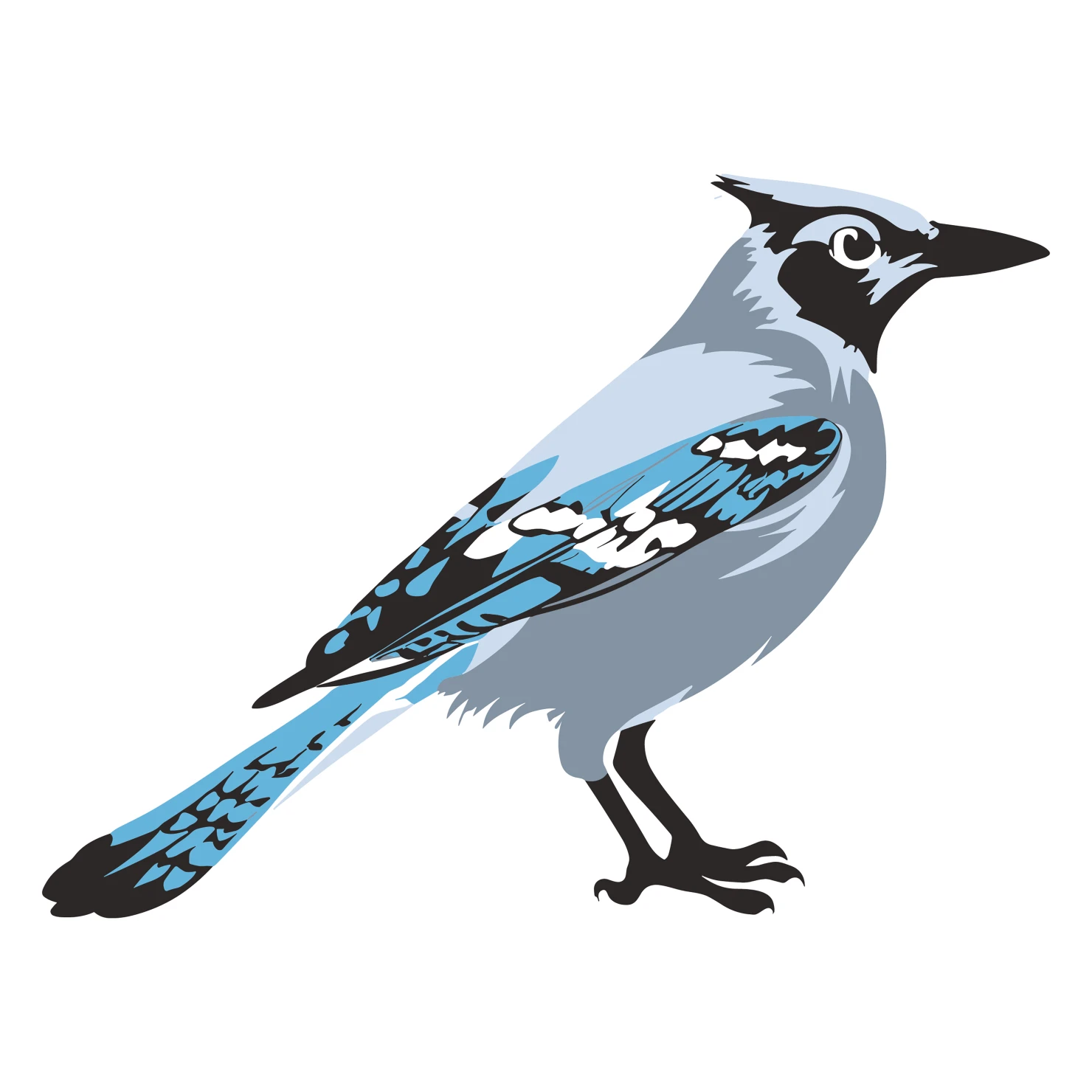 Blue jay customizable clip art design #36396