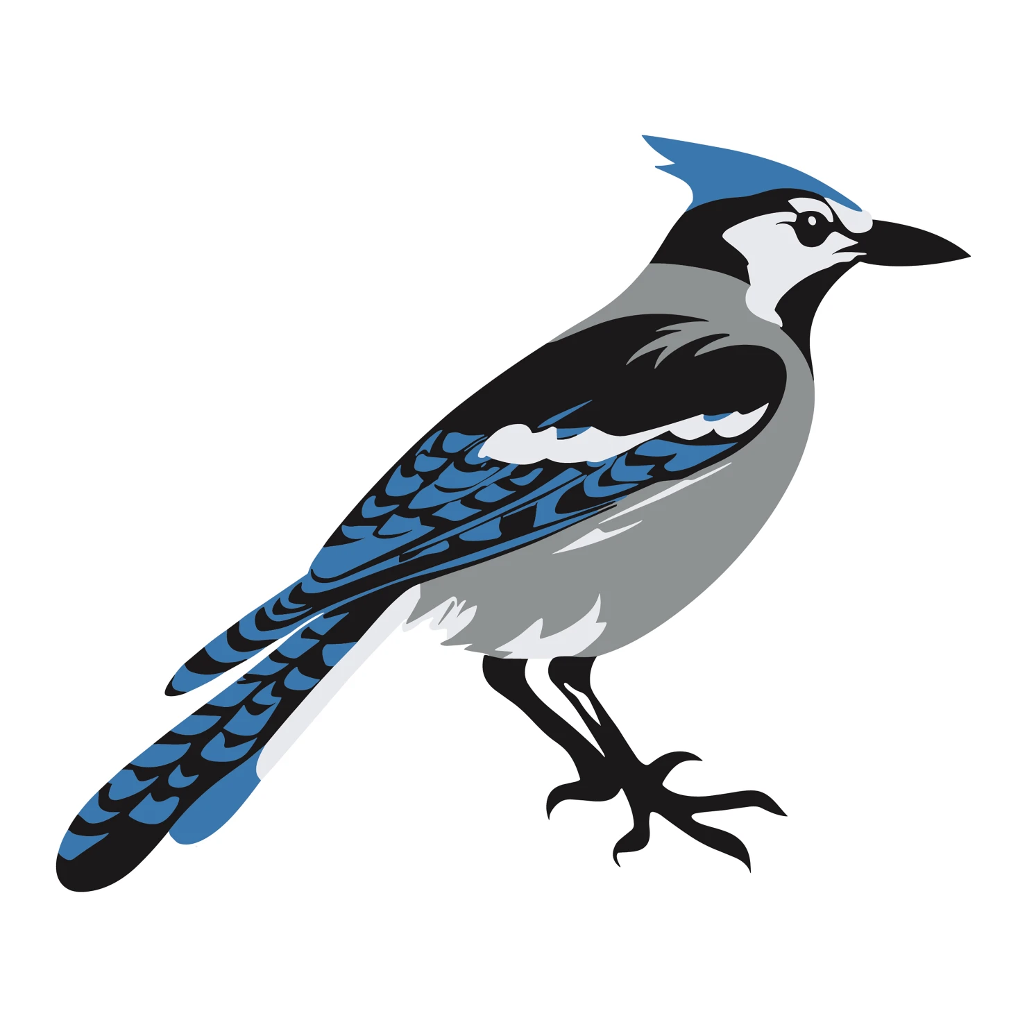 Blue jay customizable clip art design #36397