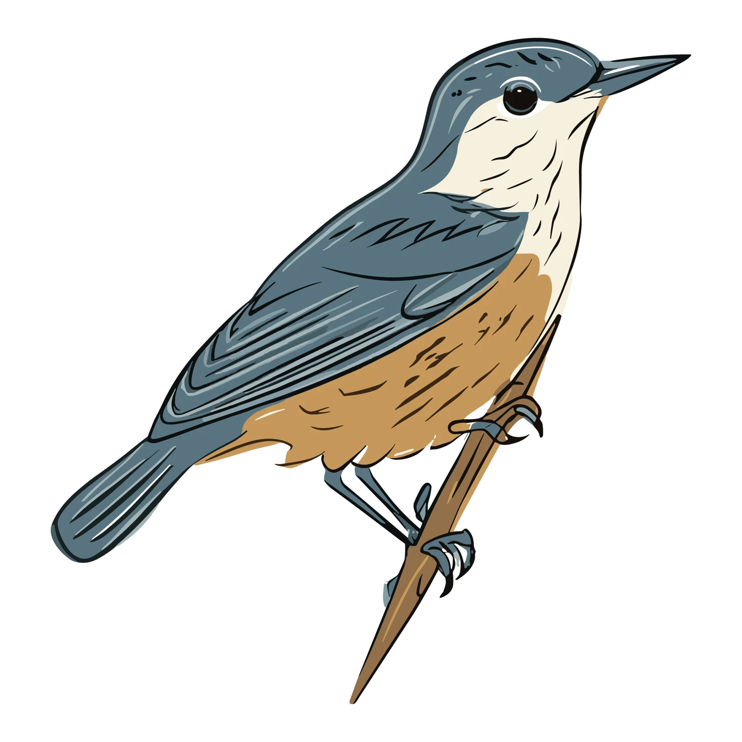 Nuthatch bird customizable clip art set design #36731