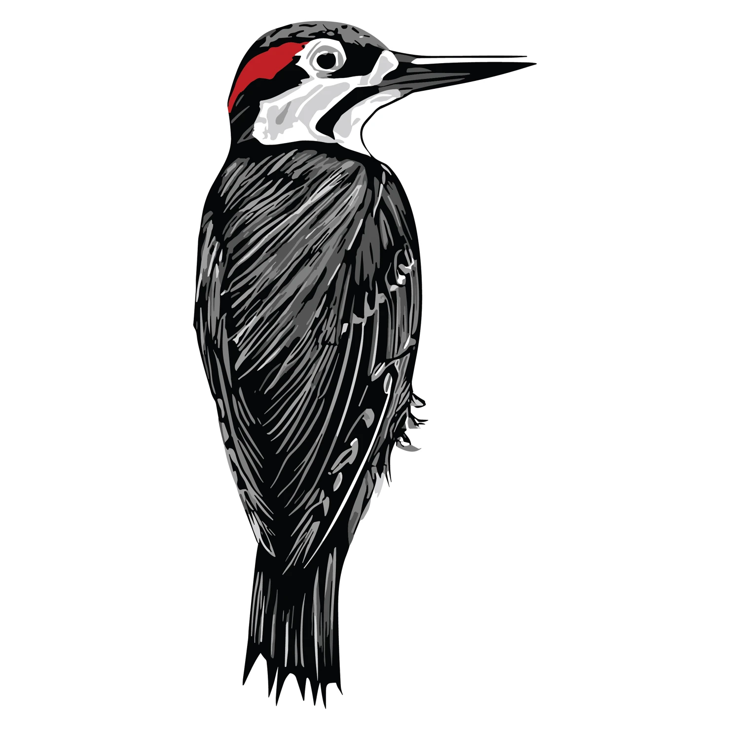 Woodpecker customizable  clip art set design #36809
