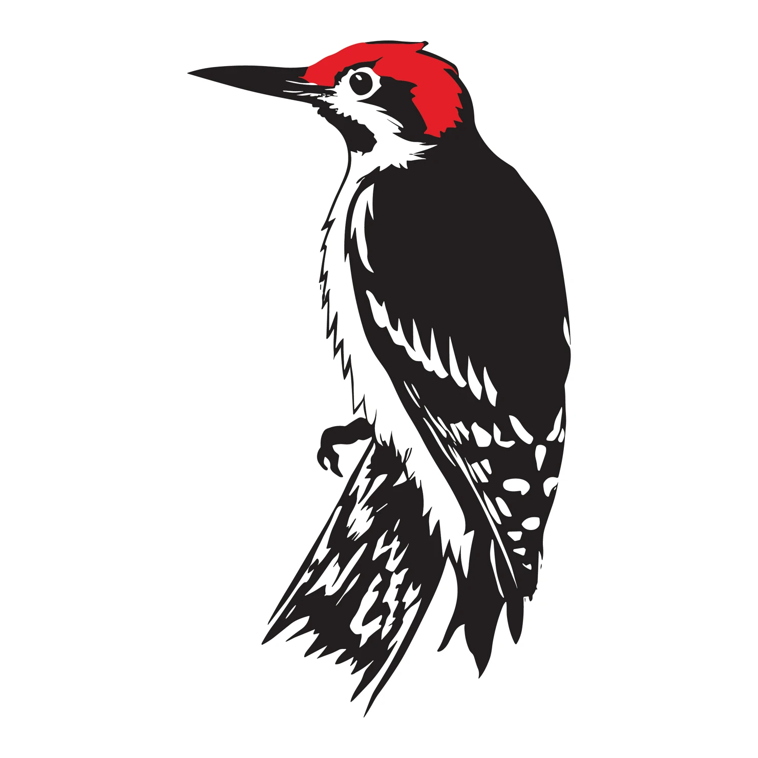 Woodpecker customizable clip art set design #36810