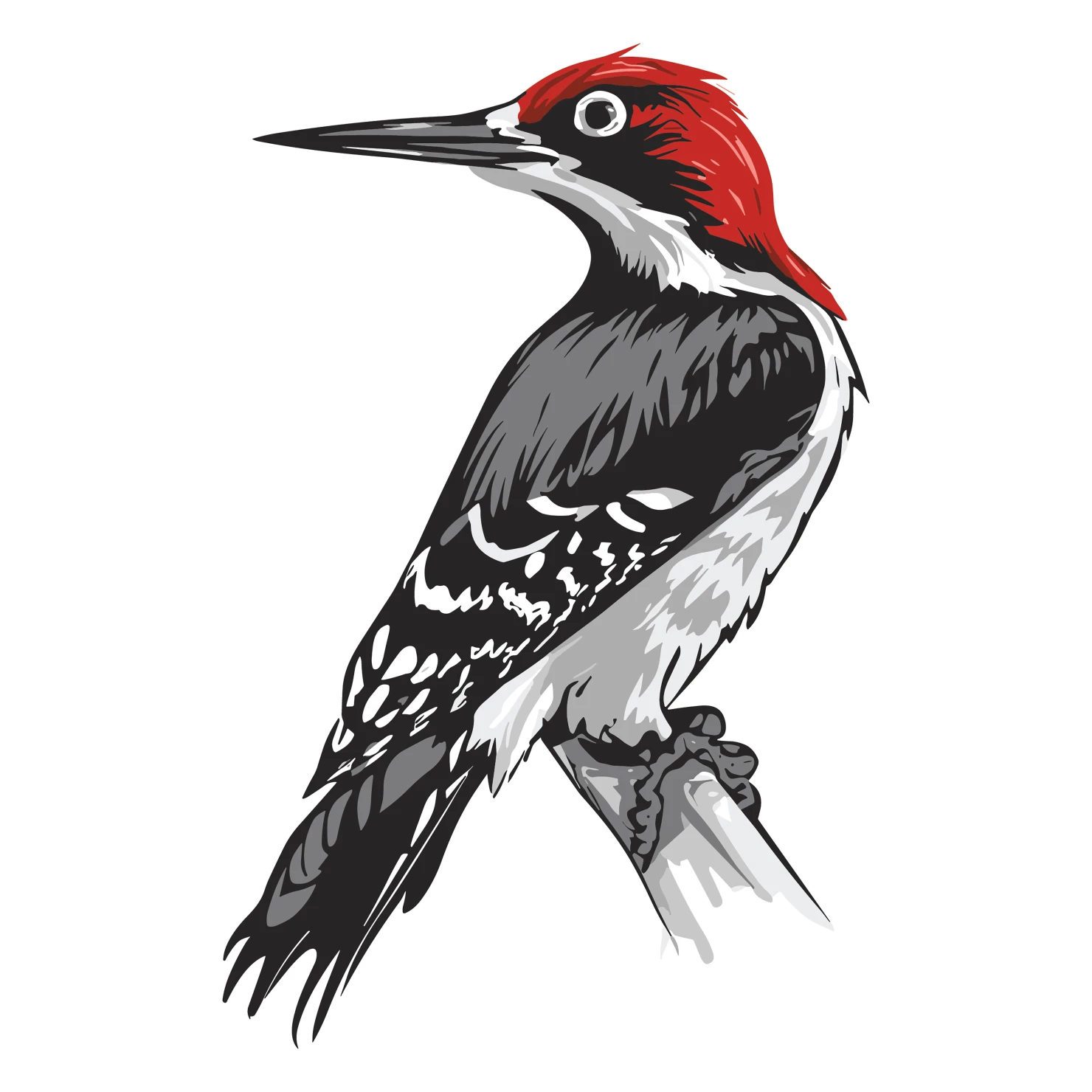 Woodpecker customizable clip art set design #36813