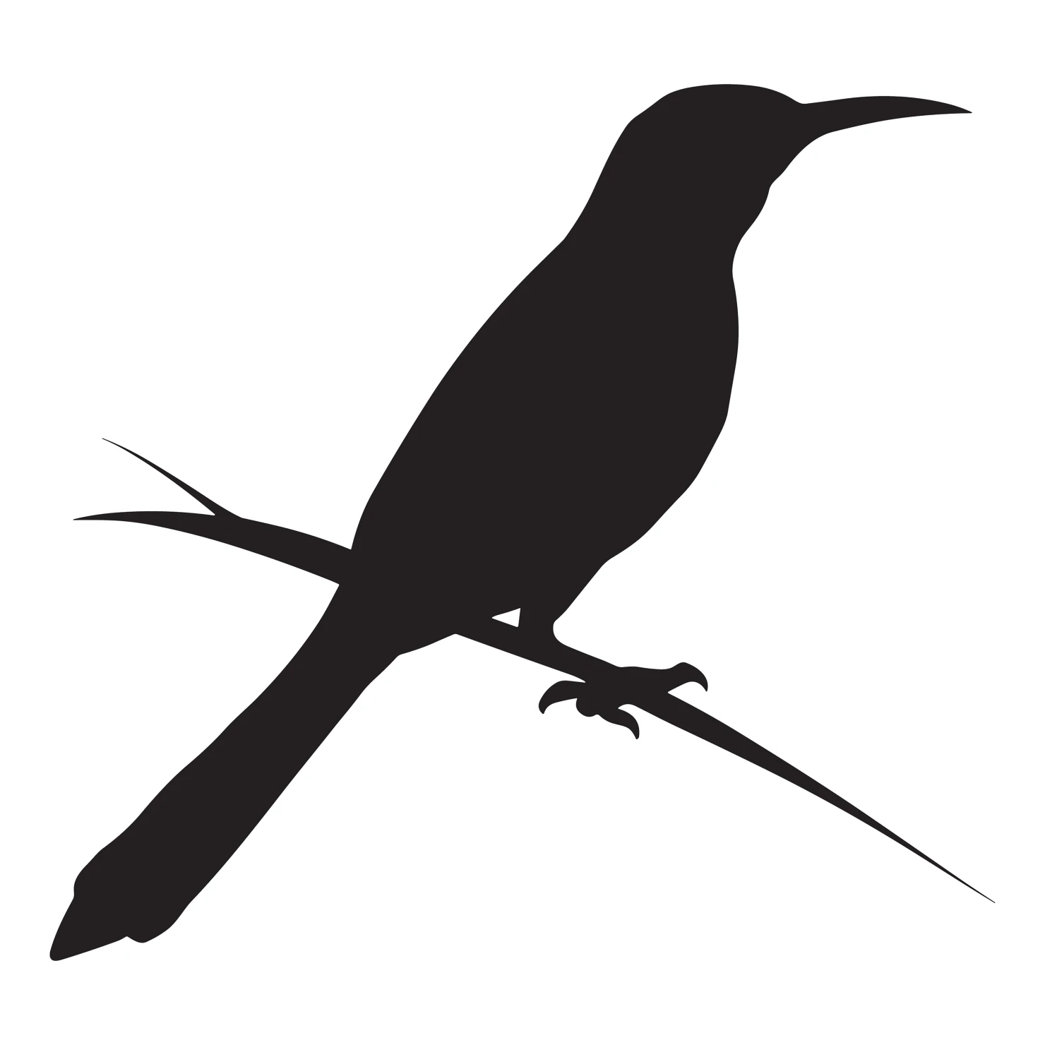 Drongo bird customizable silhouettes set design #36828