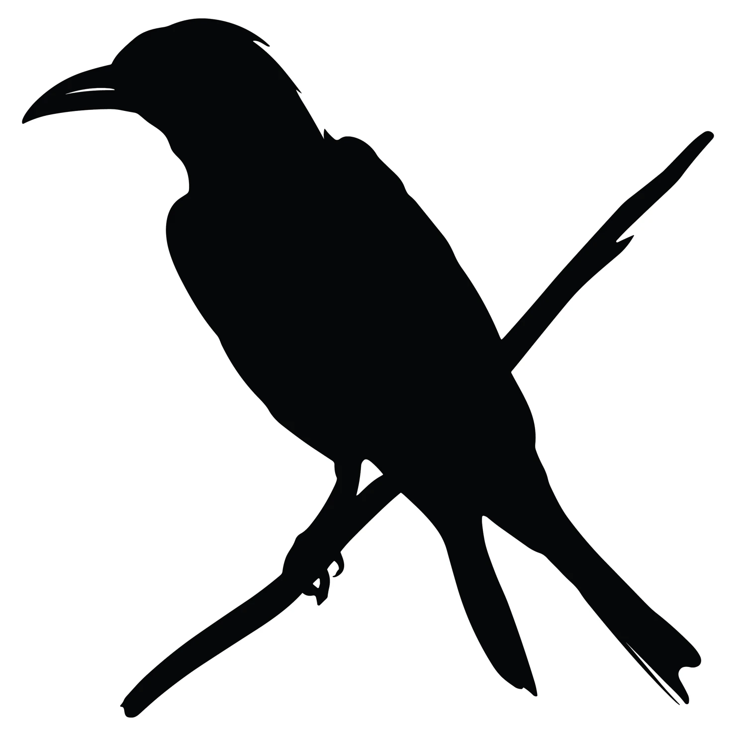 Drongo bird customizable silhouettes set design #36831