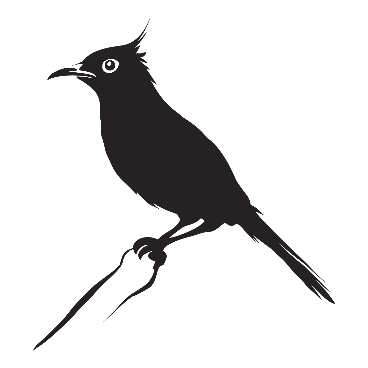 Drongo bird customizable silhouettes set design #36838