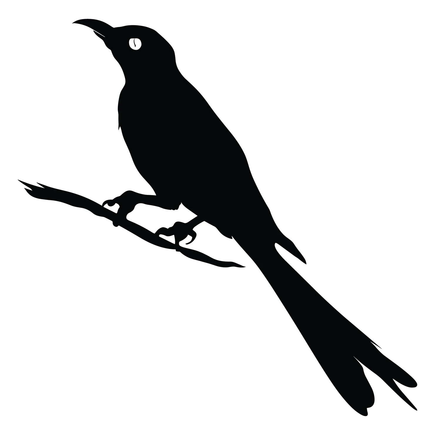 Drongo bird customizable silhouettes set design #36839